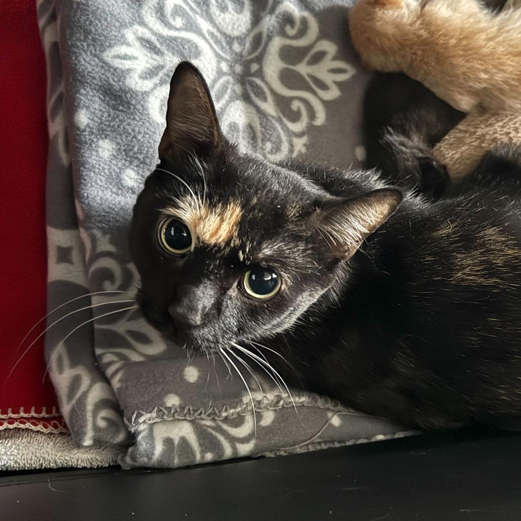 Aoife, a Adoptable Domestic Short Hair in Enfield, NH image 2/5