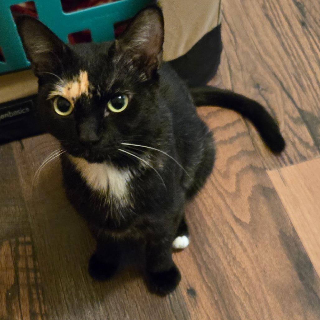Aoife, a Adoptable Domestic Short Hair in Enfield, NH image 3/5