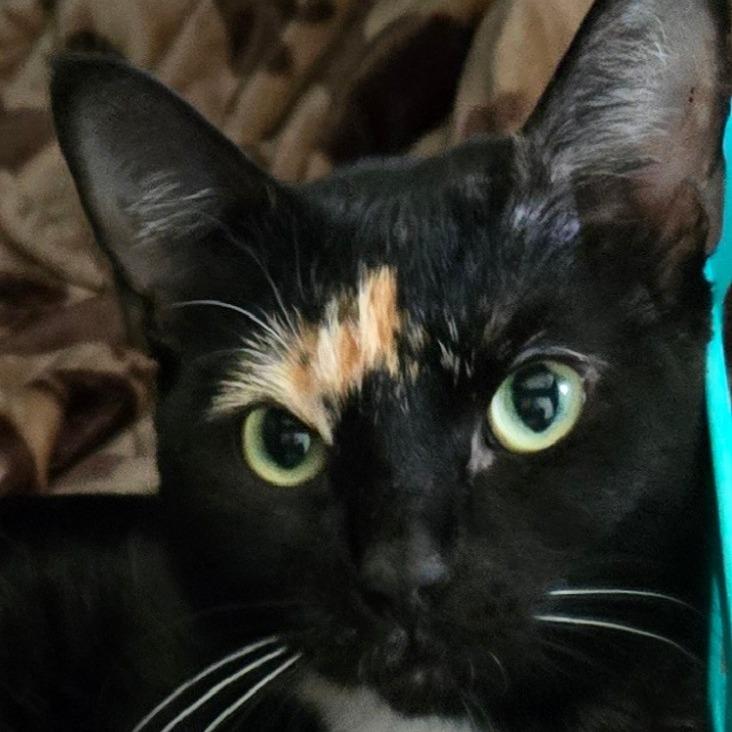 Aoife, a Adoptable Domestic Short Hair in Enfield, NH image 4/5
