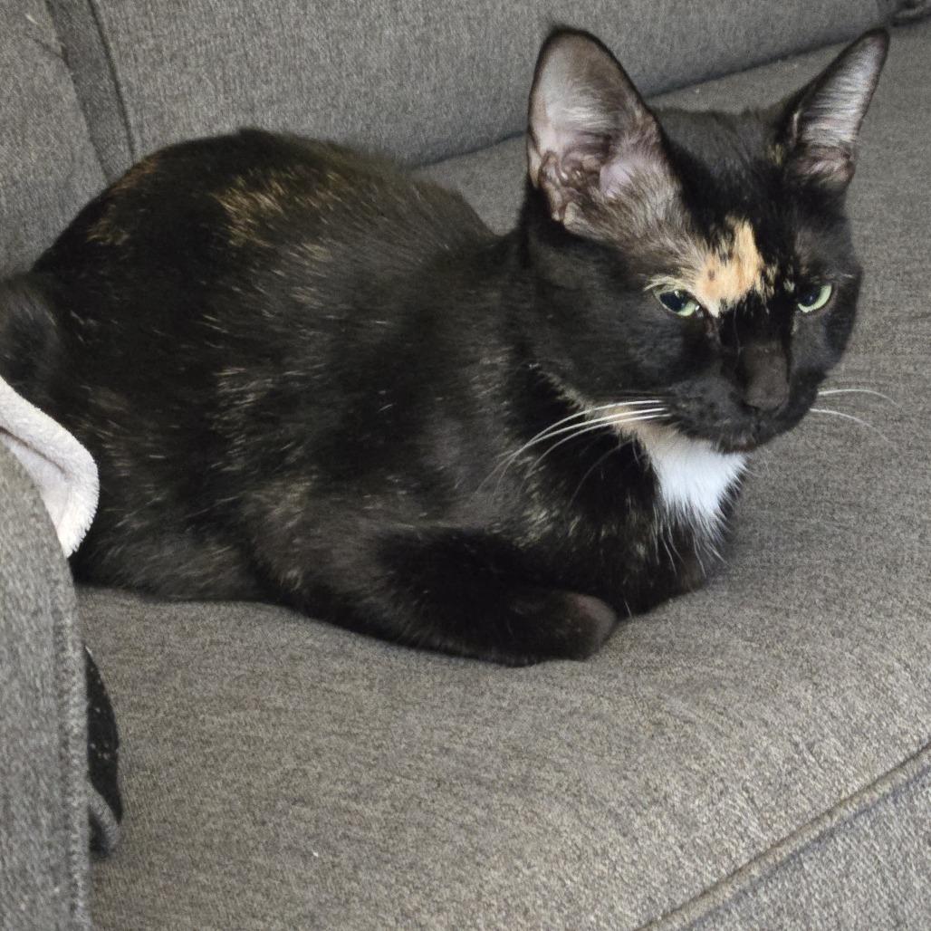 Aoife, a Adoptable Domestic Short Hair in Enfield, NH image 5/5