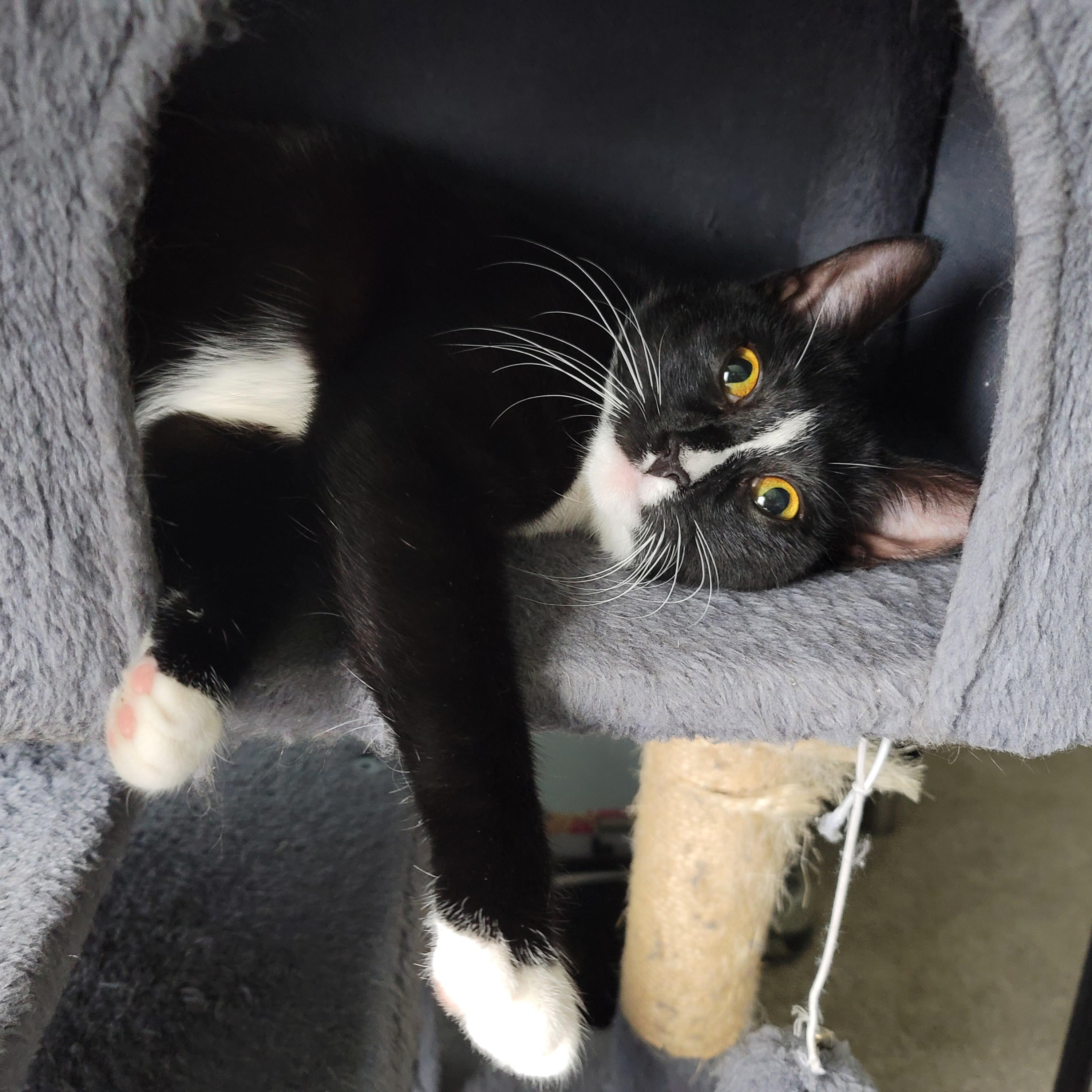 Stella, a Adoptable Domestic Short Hair in Rochester, NY image 1/4