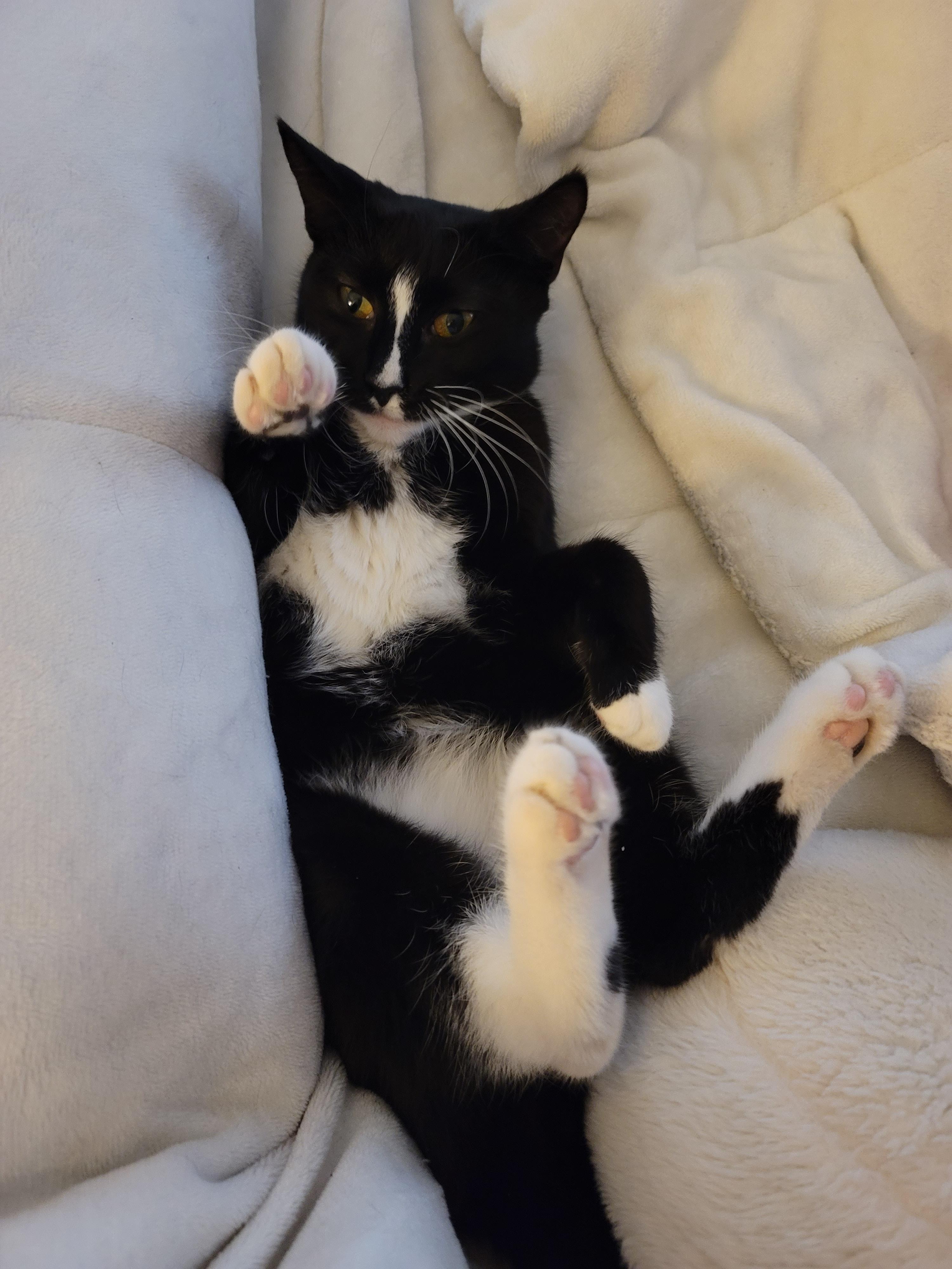 Stella, a Adoptable Domestic Short Hair in Rochester, NY image 2/4