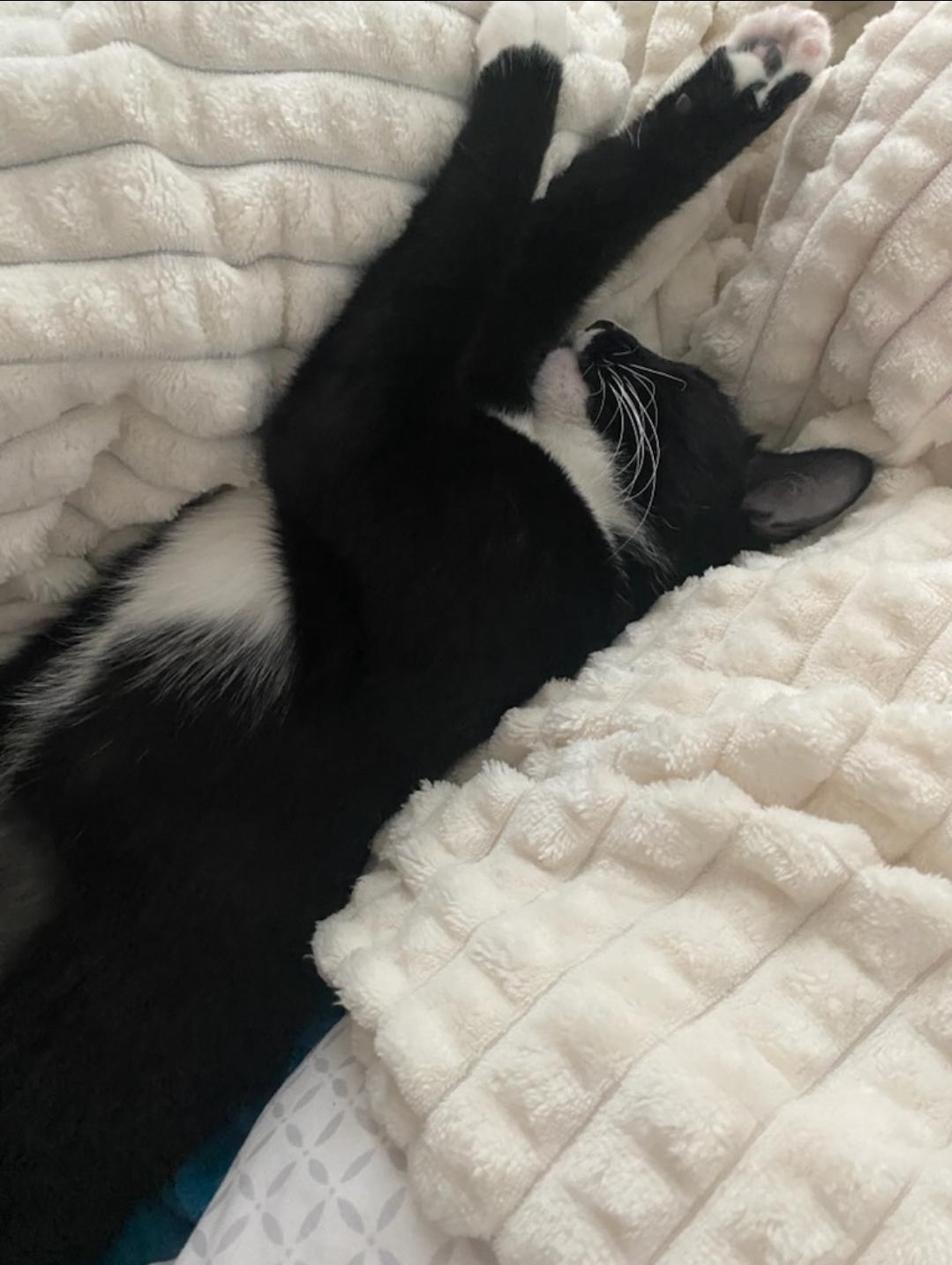 Stella, a Adoptable Domestic Short Hair in Rochester, NY image 3/4