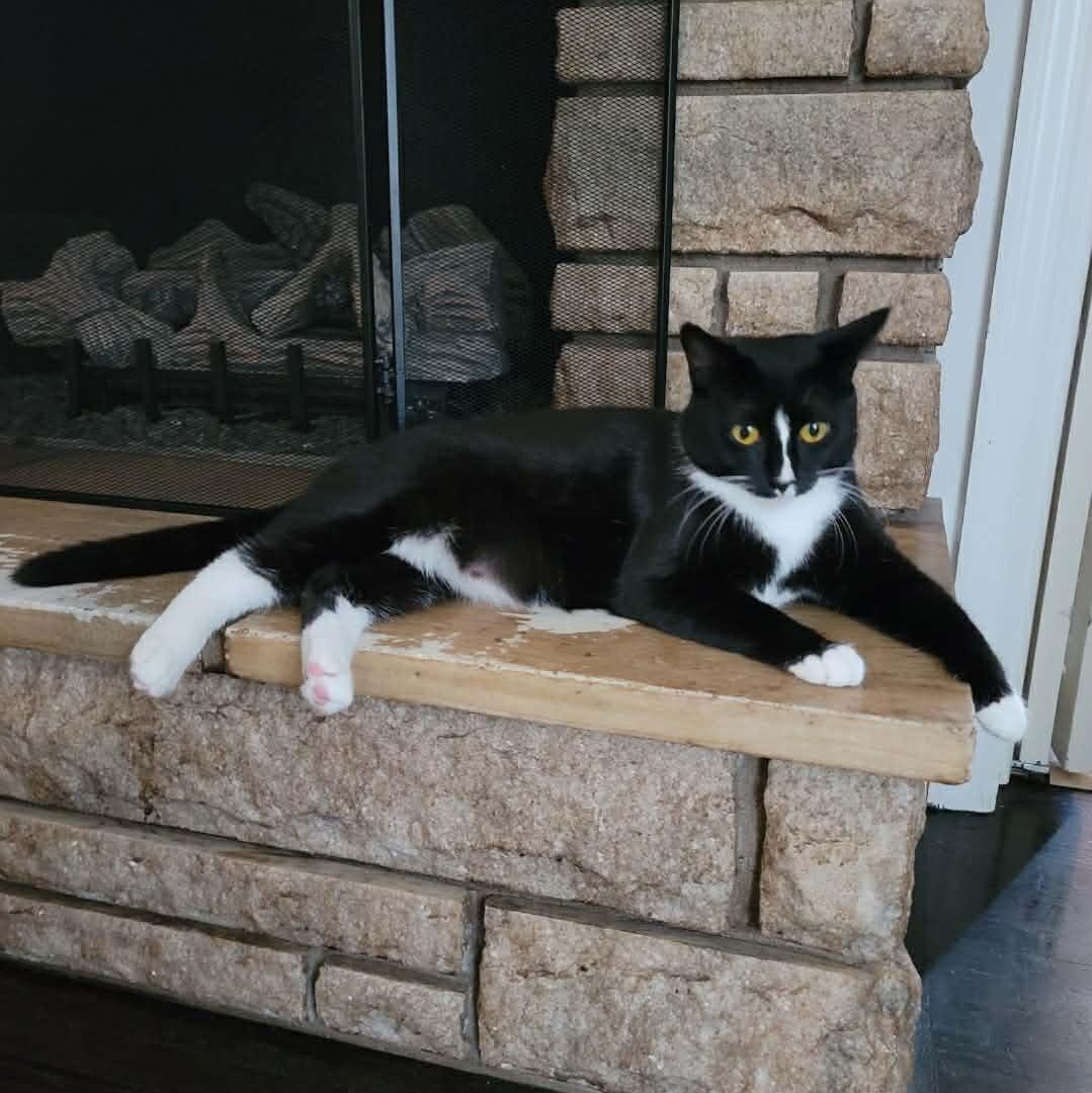 Stella, Adoptable, Young Female Domestic Short Hair.