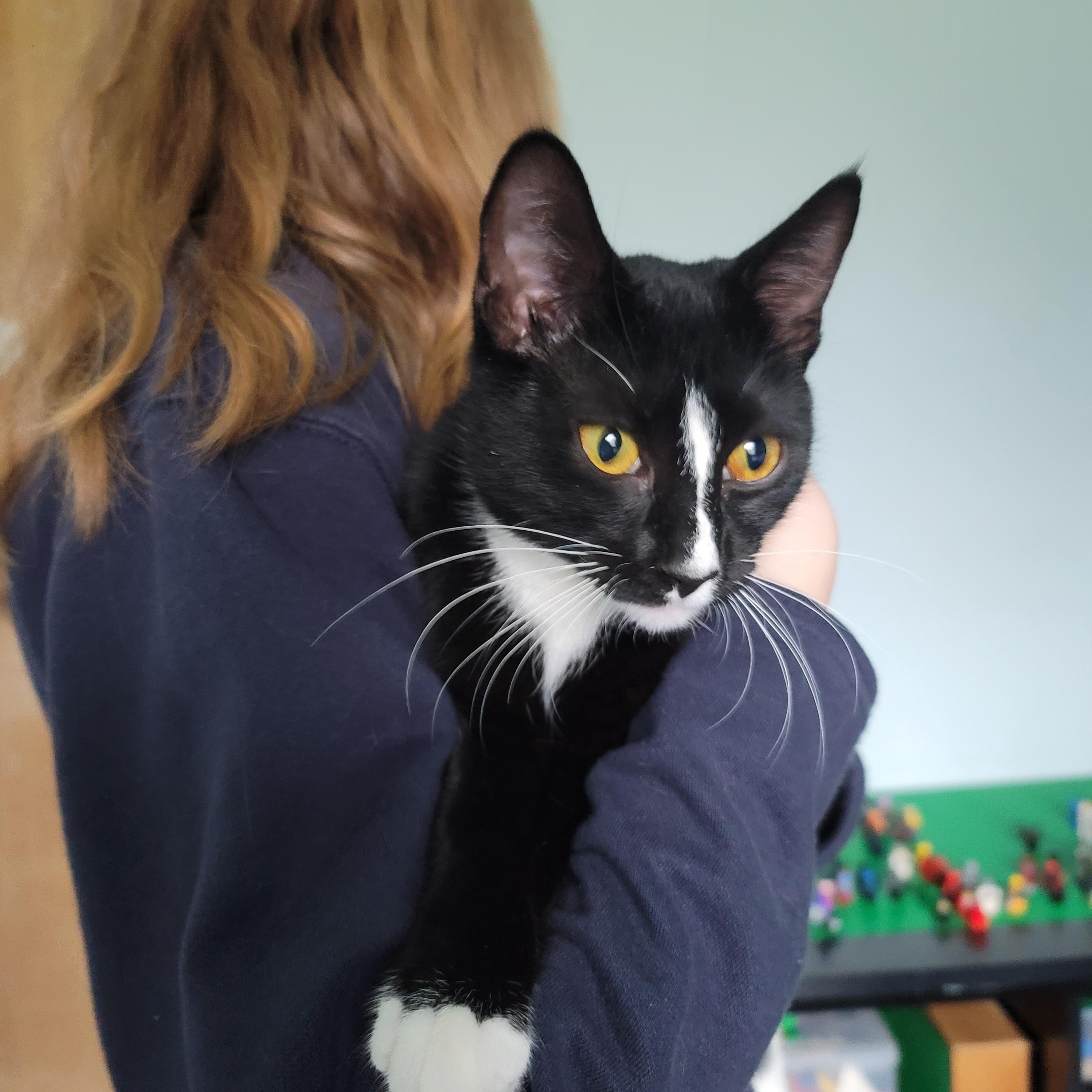 Stella, a Adoptable Domestic Short Hair in Rochester, NY image 4/4