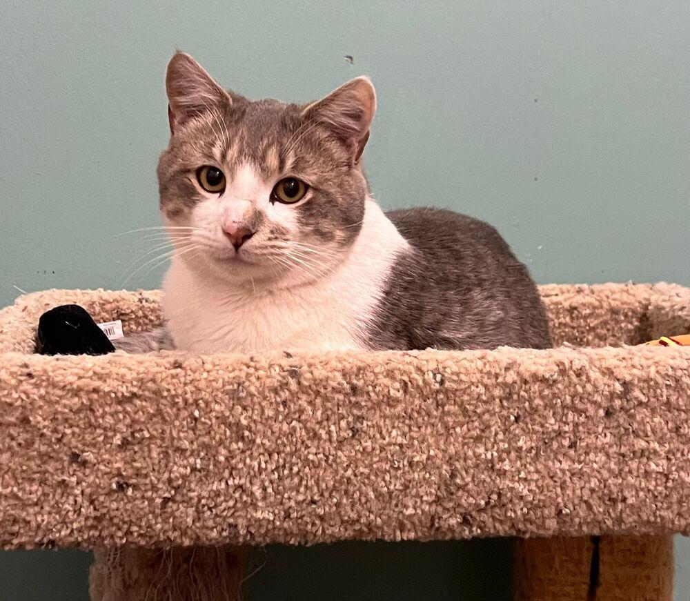 Enlarge Peanut, a Adoptable Domestic Short Hair in McPherson, KS image 1/2