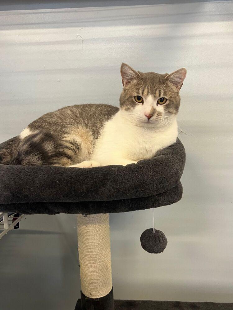 Enlarge Peanut, a Adoptable Domestic Short Hair in McPherson, KS image 3/4