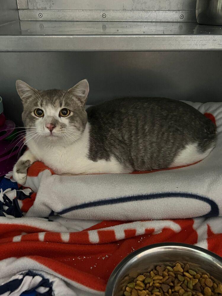 Enlarge Peanut, a Adoptable Domestic Short Hair in McPherson, KS image 2/2