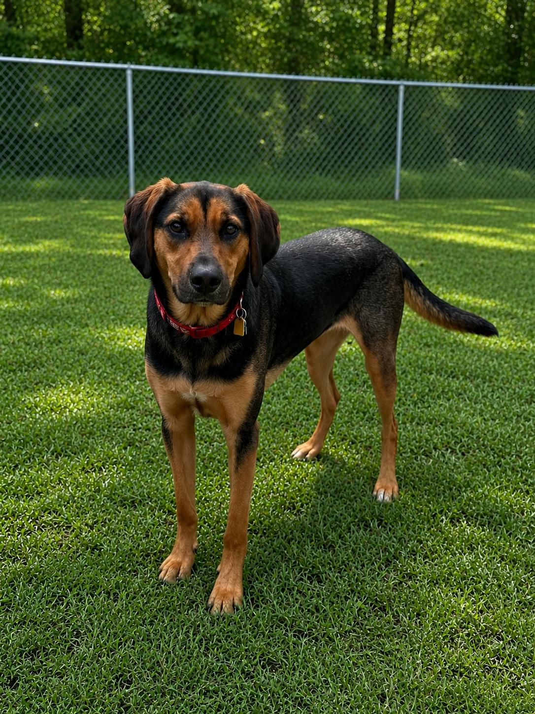 Squirtle, Adoptable, Adult Male Hound.