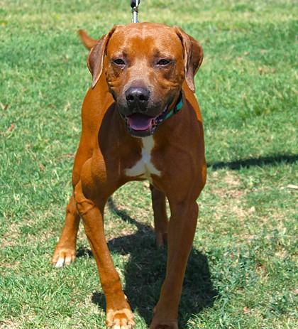 Enlarge Ryder, a Adoptable mixed breed in Conway, AR image 1/3