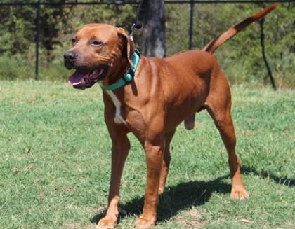 Enlarge Ryder, a Adoptable mixed breed in Conway, AR image 2/3