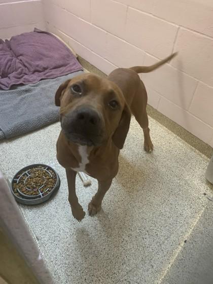 Enlarge Ryder, a Adoptable mixed breed in Conway, AR image 3/3