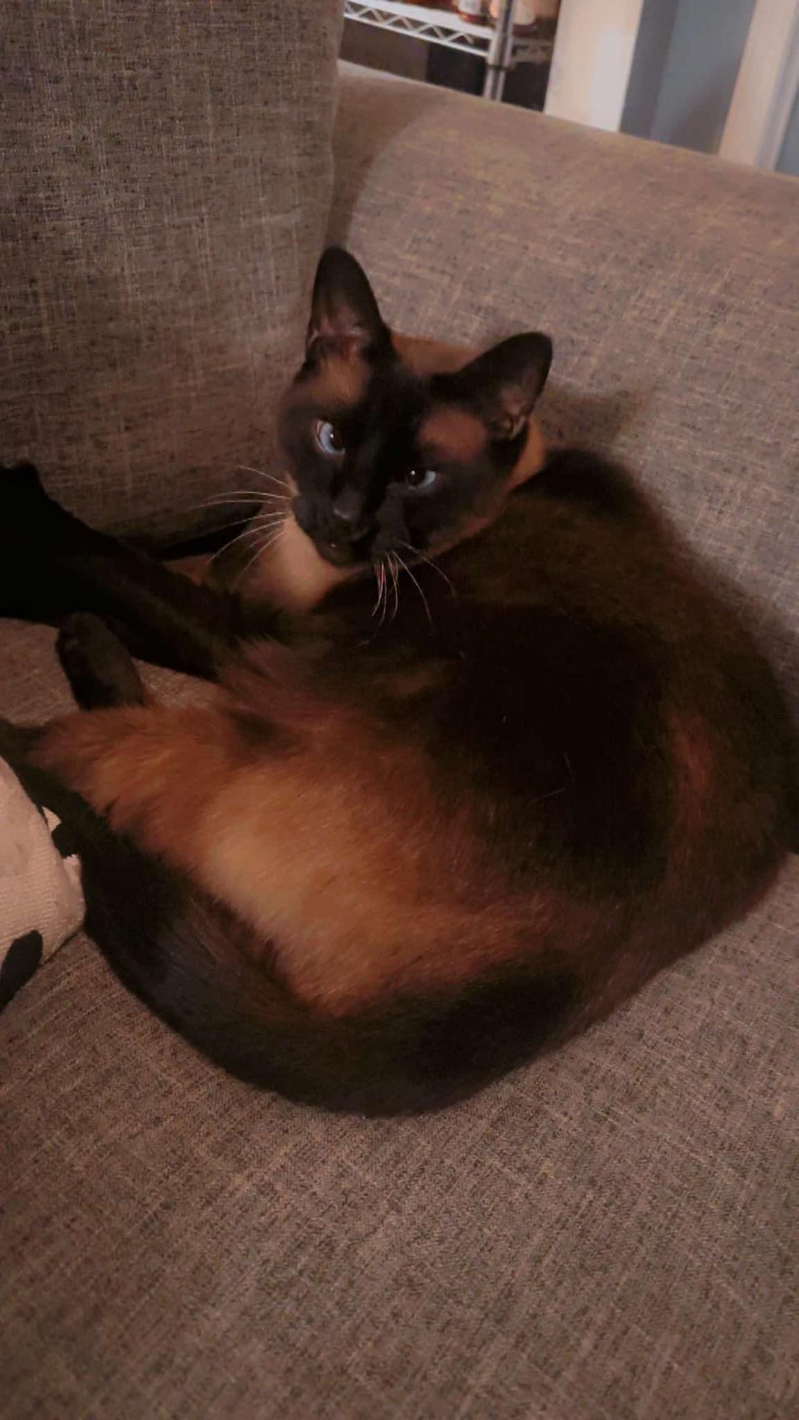 Nunu & Angel, Adult Male Siamese