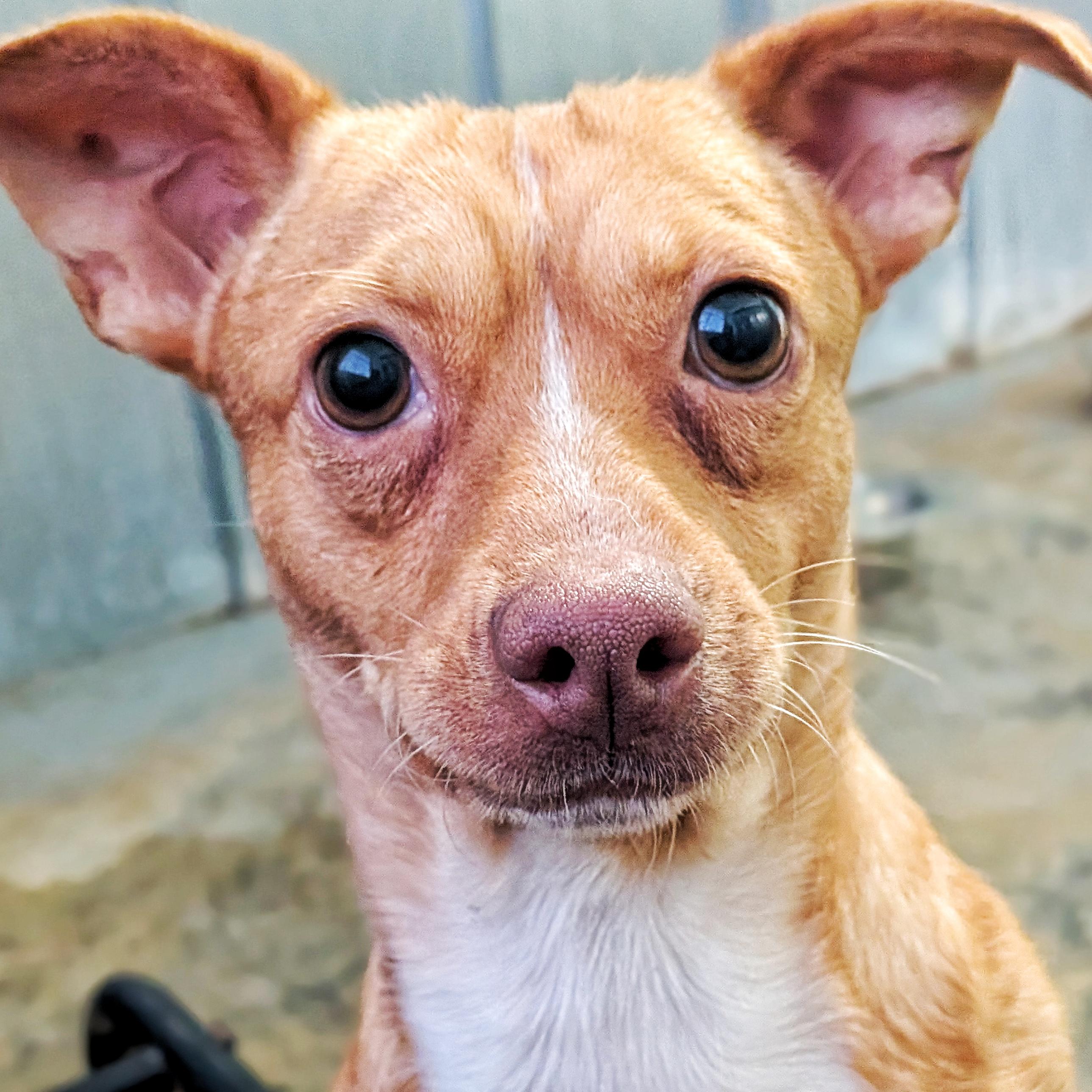 Mouse, adopted, Young Male Chihuahua.
