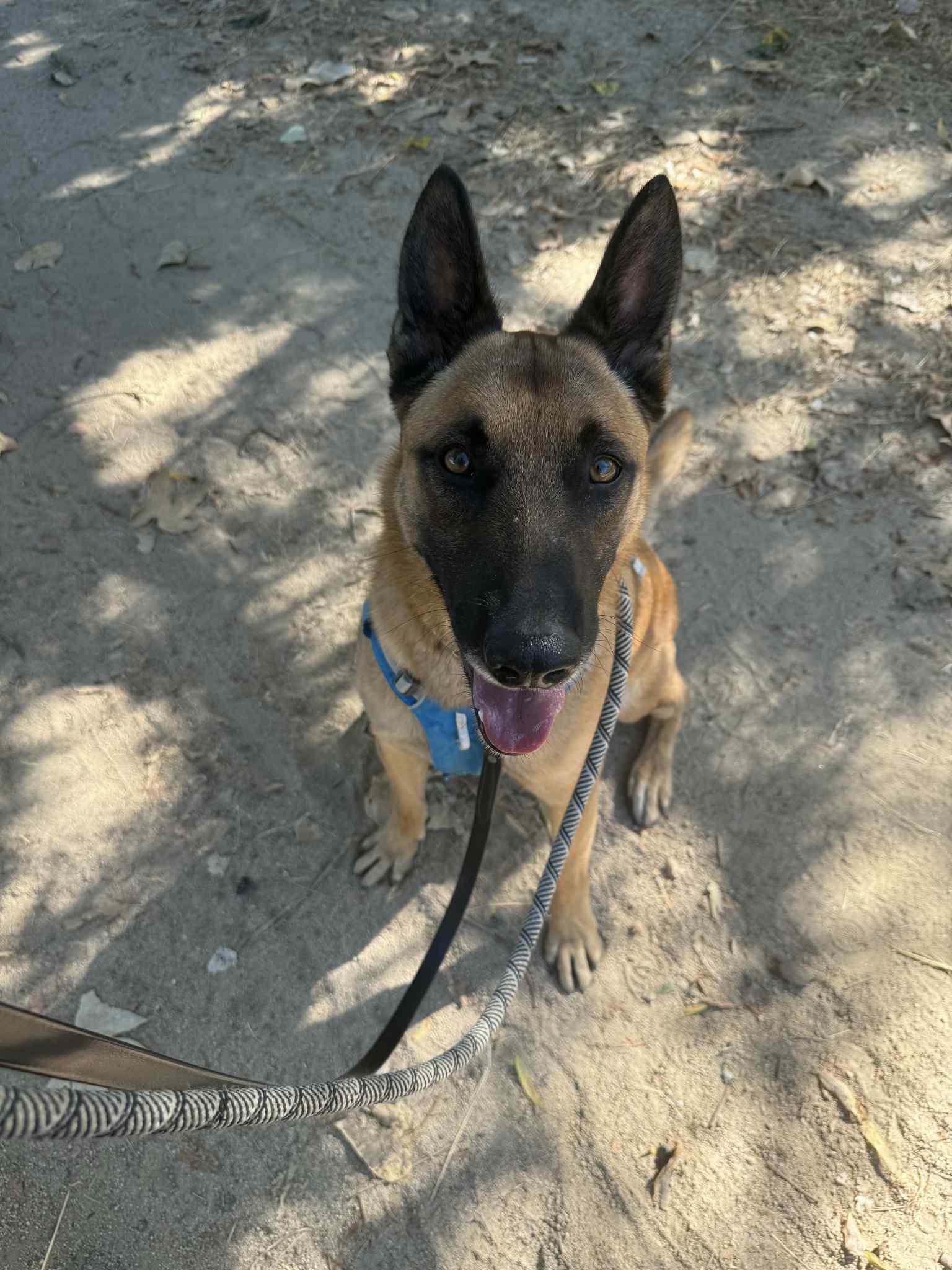 Xin, Adoptable, Adult Male Belgian Shepherd / Malinois.