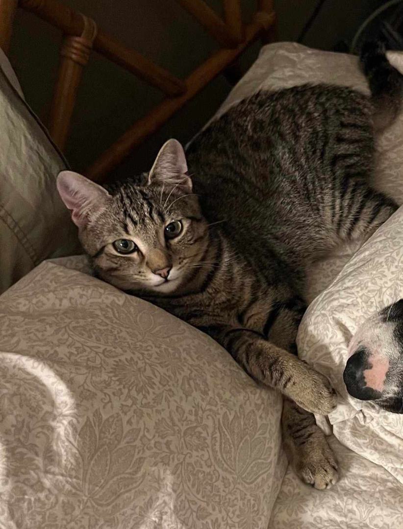 Andrew, a Adoptable Domestic Short Hair in Springfield, PA image 1/2