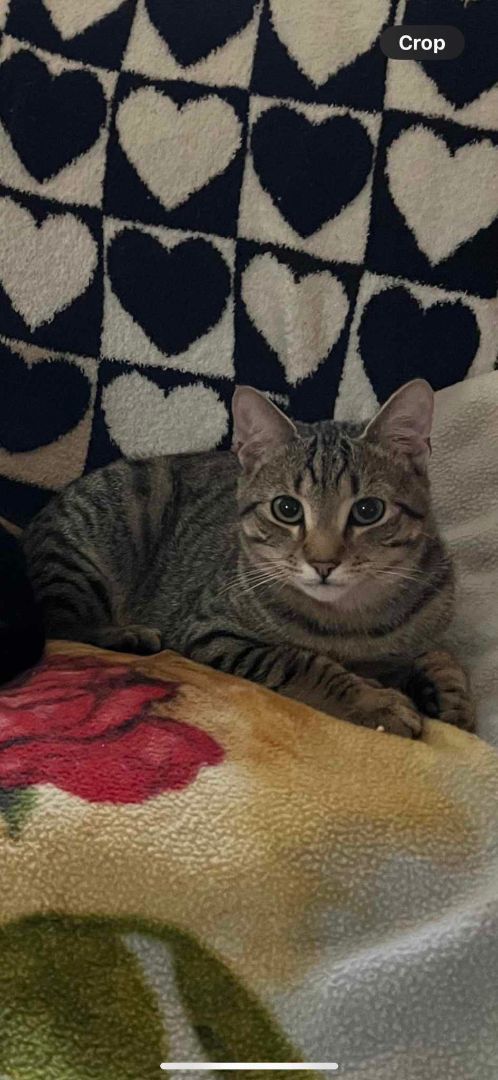 Andrew, a Adoptable Domestic Short Hair in Springfield, PA image 2/2