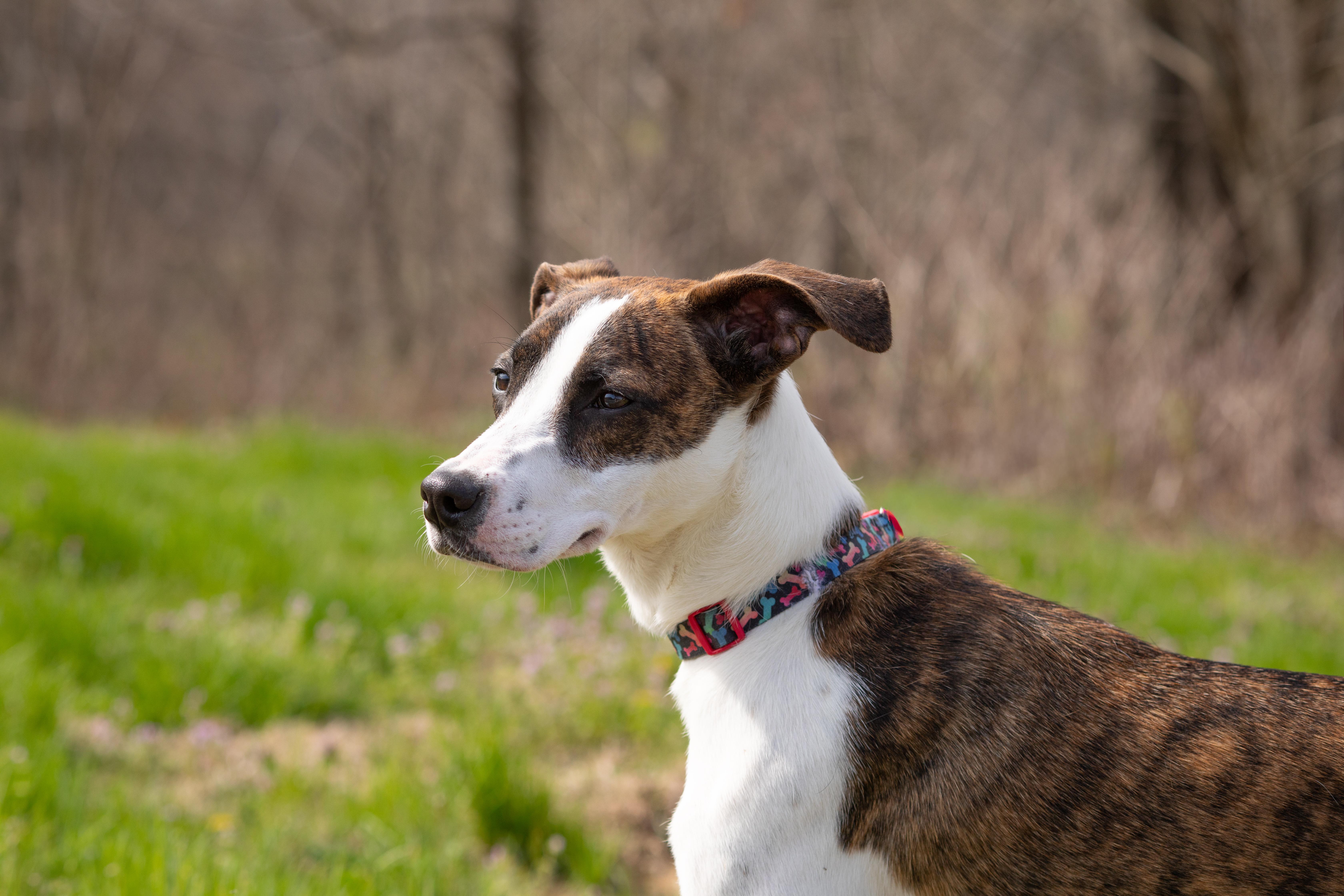 Enlarge Sadie Ann, a ADOPTABLE mixed breed in Dixon, KY image 2/4