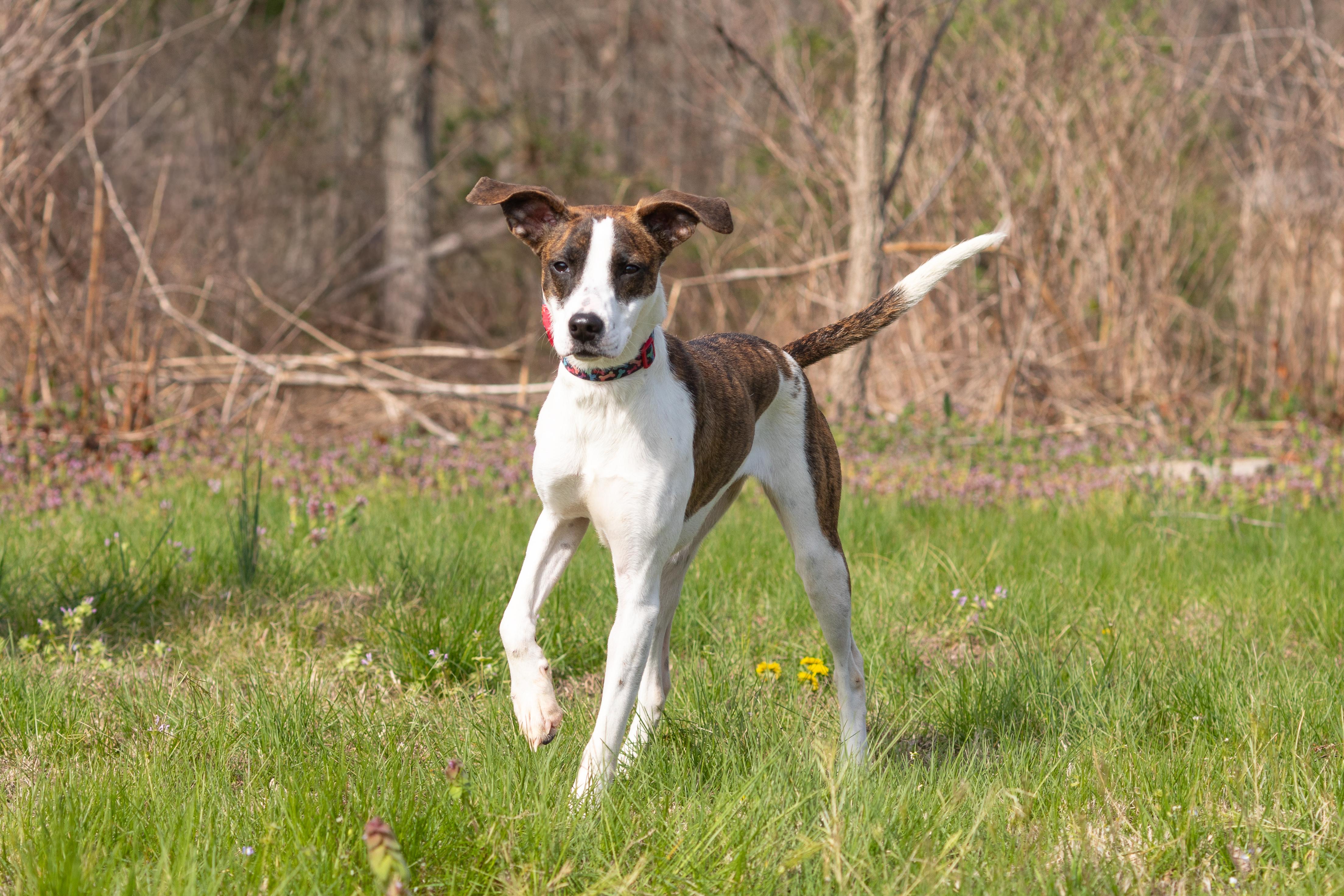 Enlarge Sadie Ann, a ADOPTABLE mixed breed in Dixon, KY image 1/4