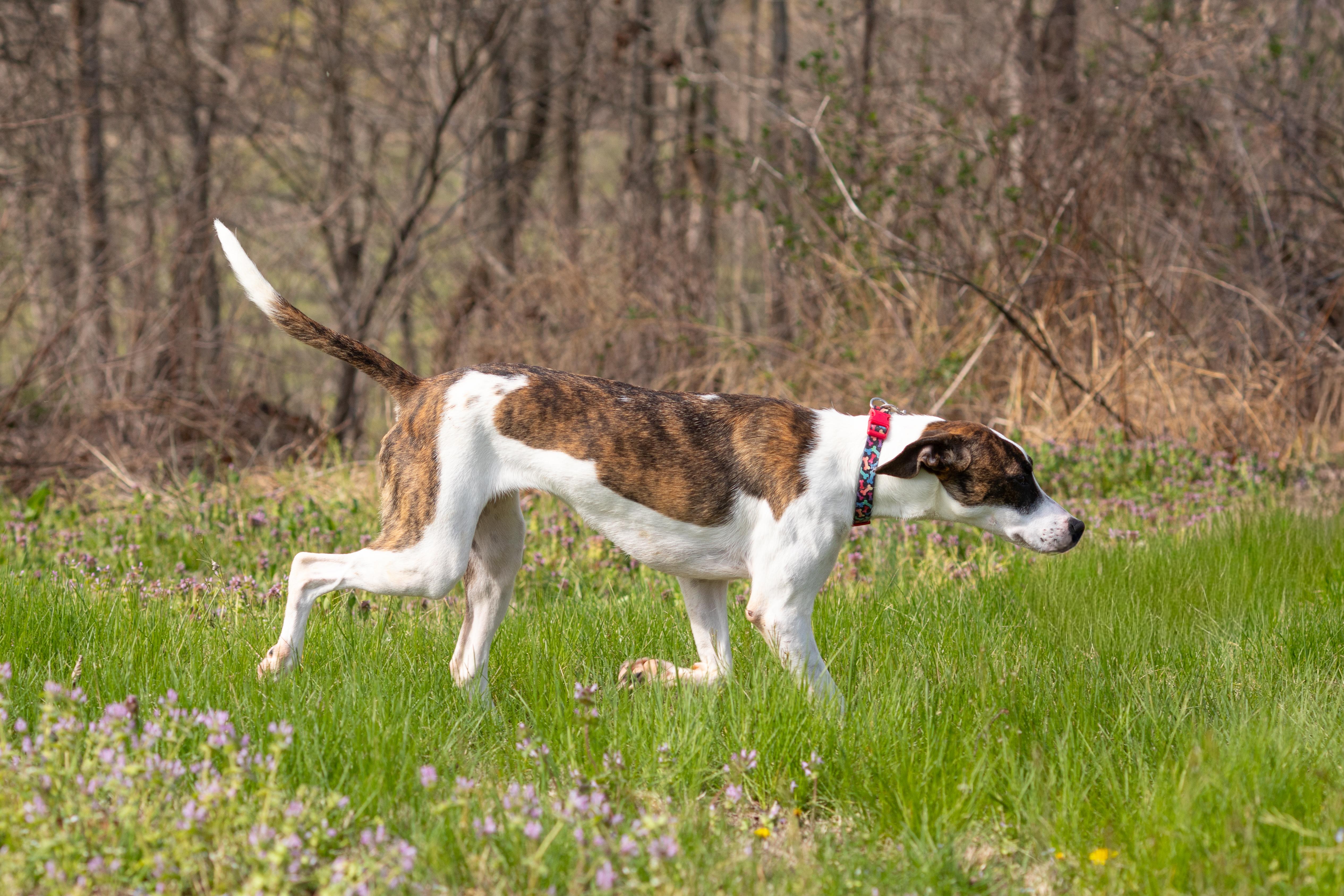Enlarge Sadie Ann, a ADOPTABLE mixed breed in Dixon, KY image 4/4