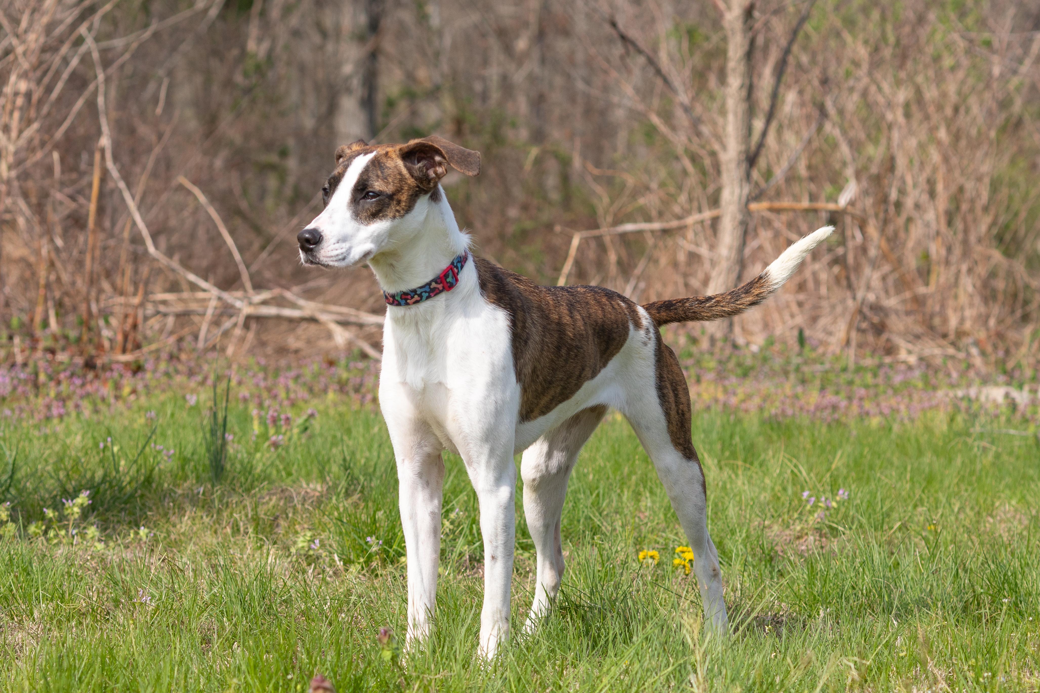 Enlarge Sadie Ann, a ADOPTABLE mixed breed in Dixon, KY image 3/4