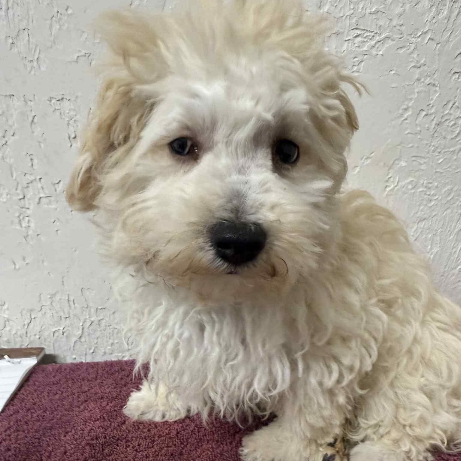 Rex