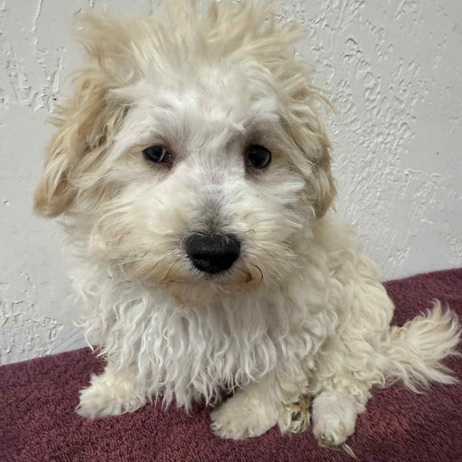 Rex