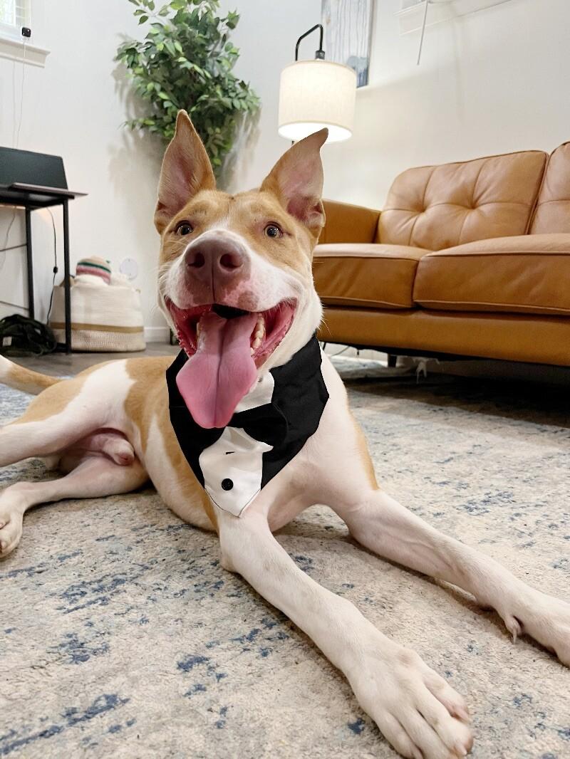 Dog for adoption - Thomas the Lover Boy, a Pit Bull Terrier &amp; Labrador ...