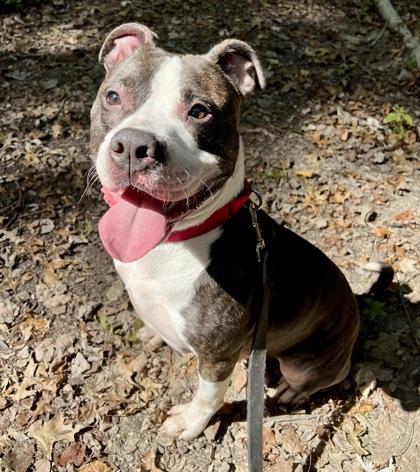 Enlarge Scotty, a Adoptable Mixed Breed in Batavia, OH image 1/1