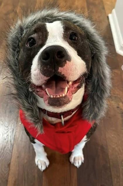 Enlarge Scotty, a Adoptable Mixed Breed in Batavia, OH image 2/2