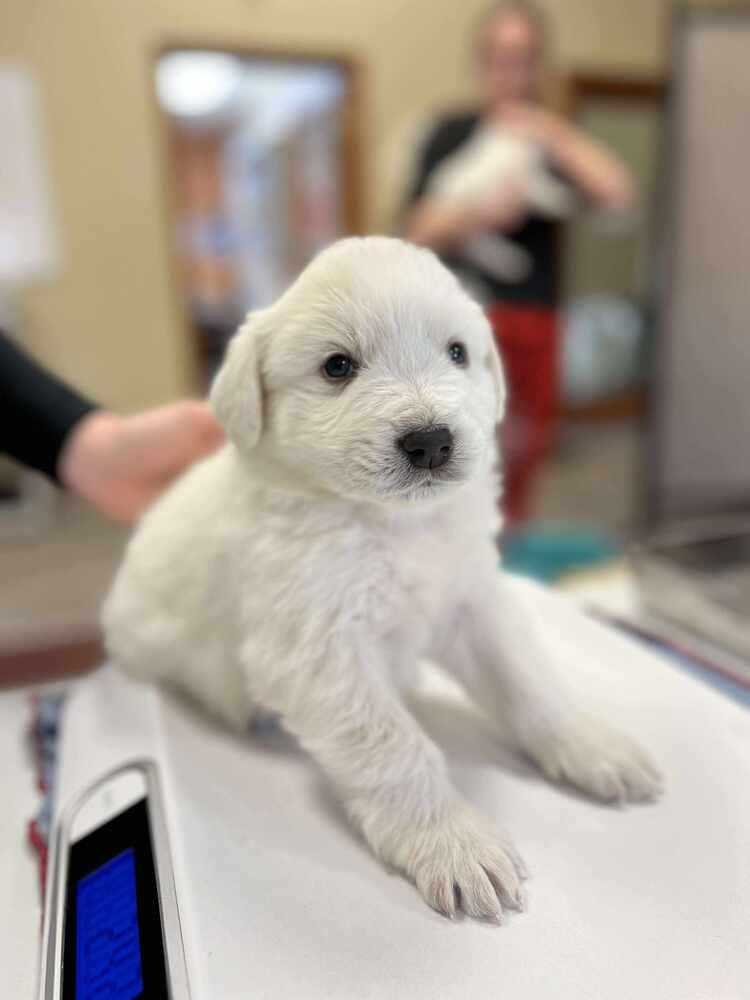 Valentino, Adoptable, Puppy Male Great Pyrenees.