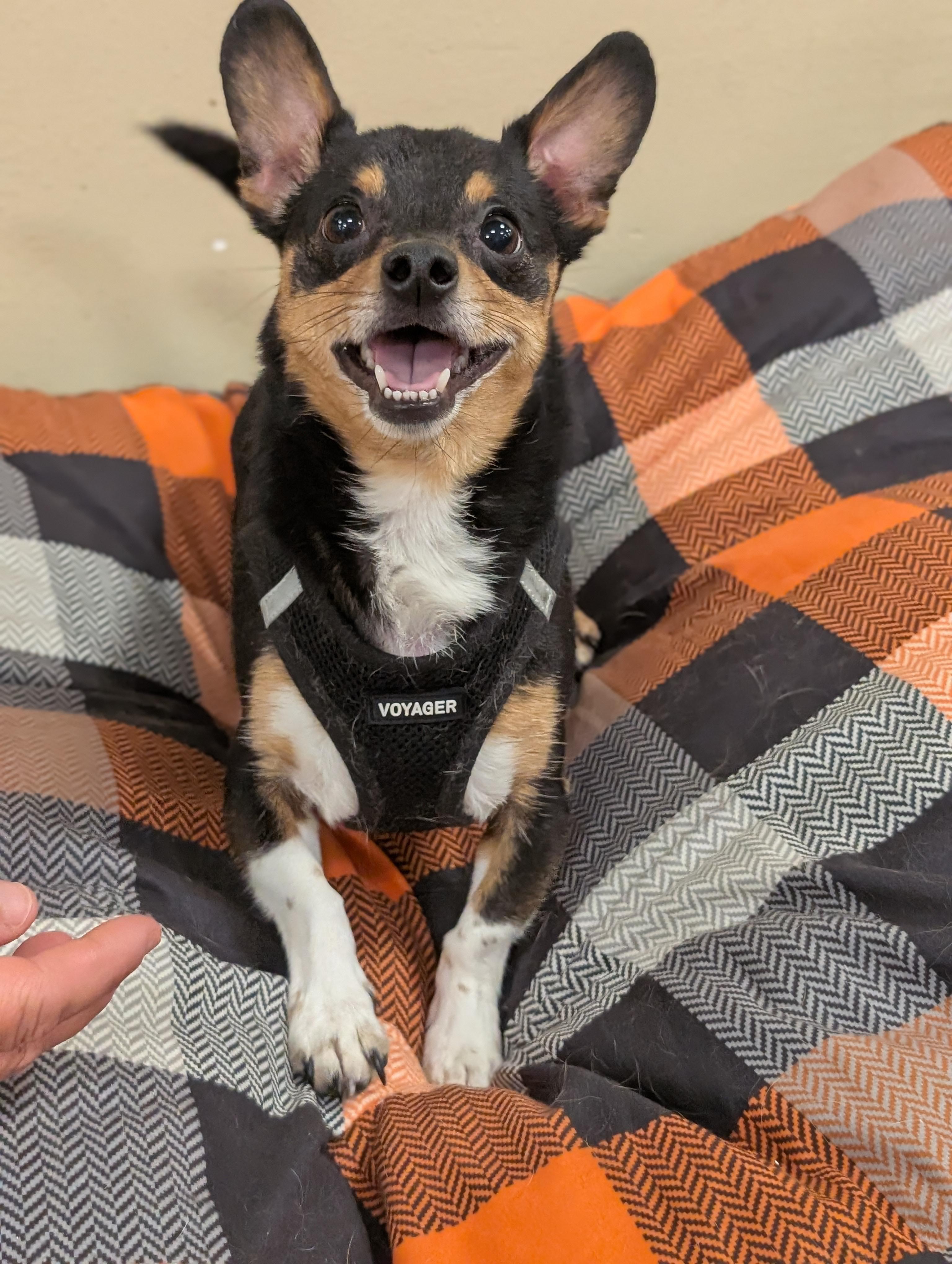 KJ, Adoptable, Adult Male Chihuahua & Terrier.