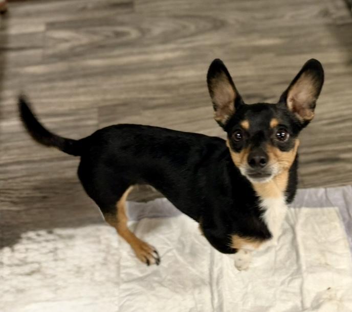 KJ, a Adoptable mixed breed in Baton Rouge, LA image 4/4