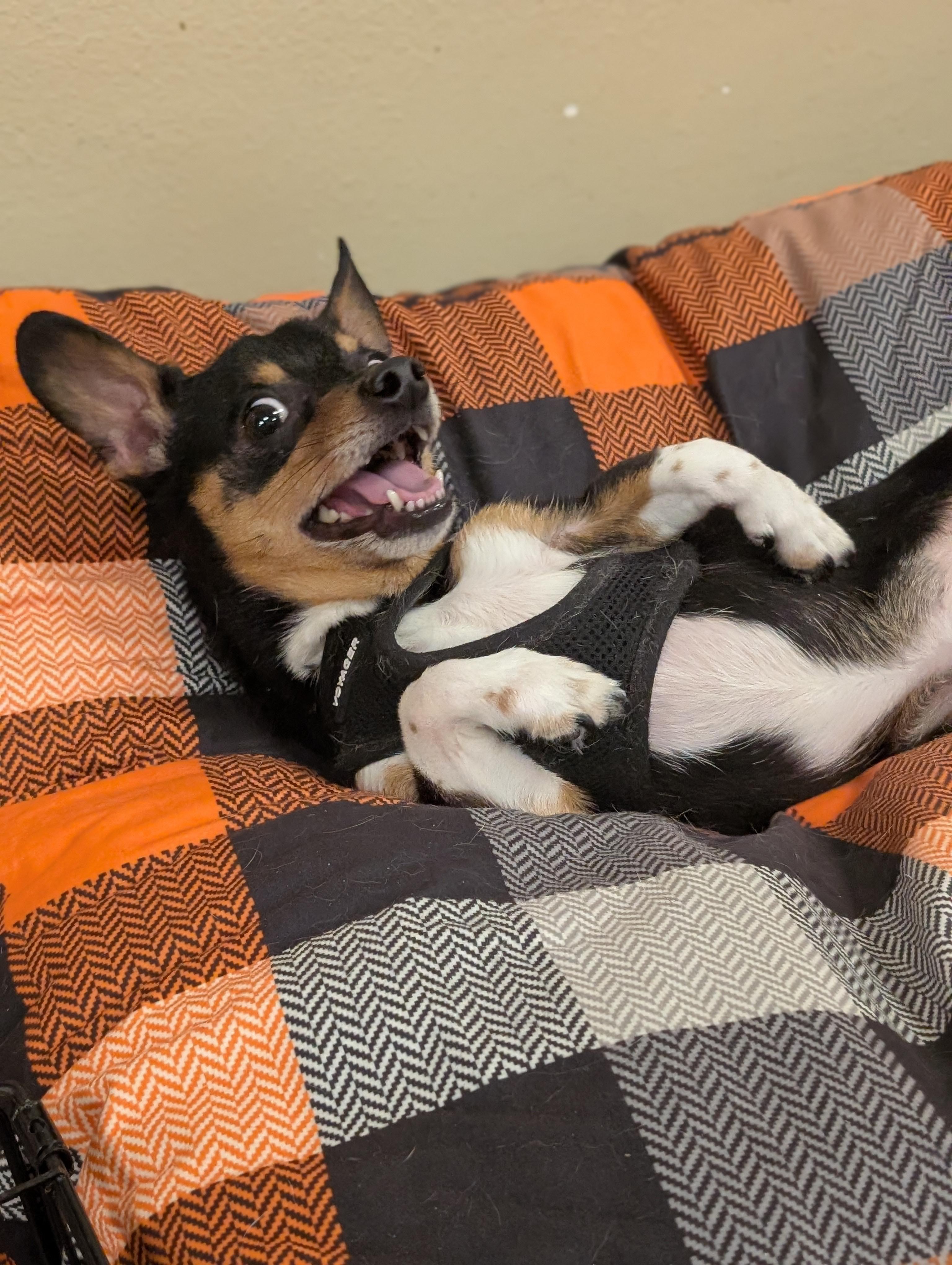 KJ, a Adoptable mixed breed in Baton Rouge, LA image 2/4