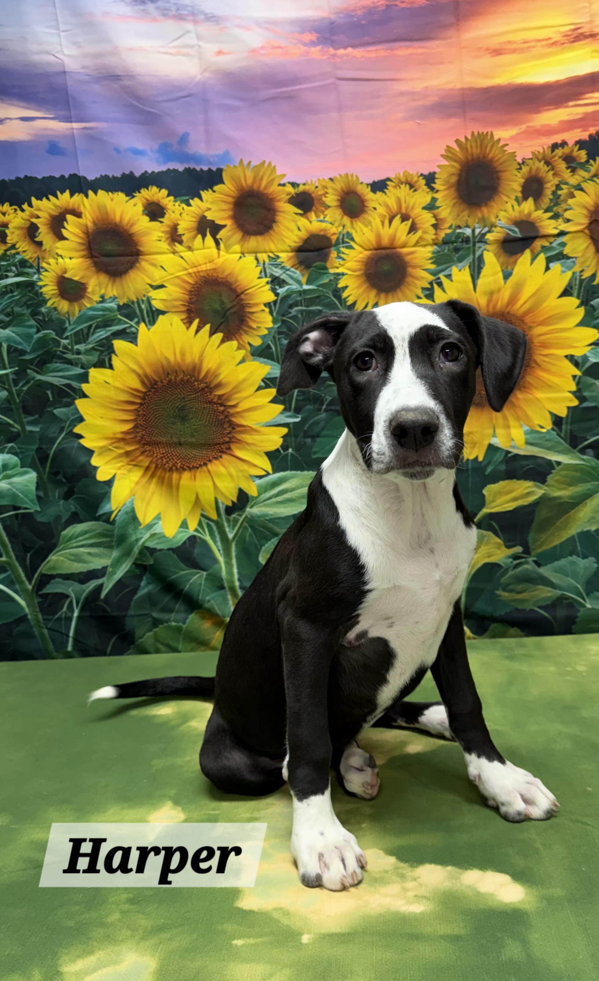 Enlarge Harper, an adopted mixed breed in Urbana, OH image 1/1