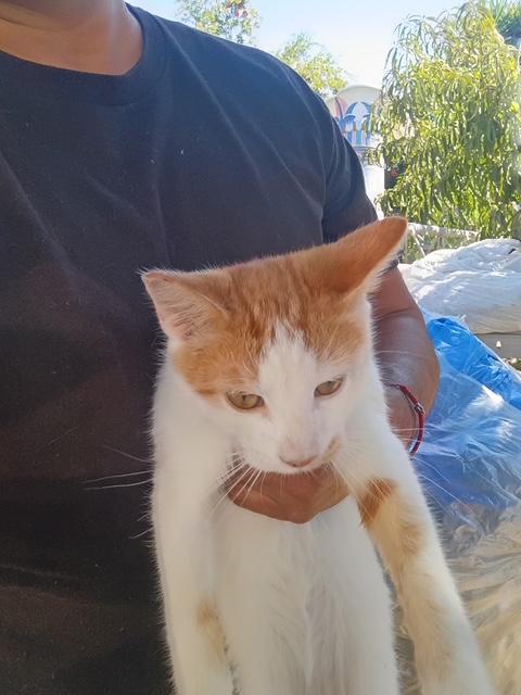 Enlarge Eddie Spaghetti, a Adoptable Domestic Short Hair in Santa Cruz, CA image 2/4