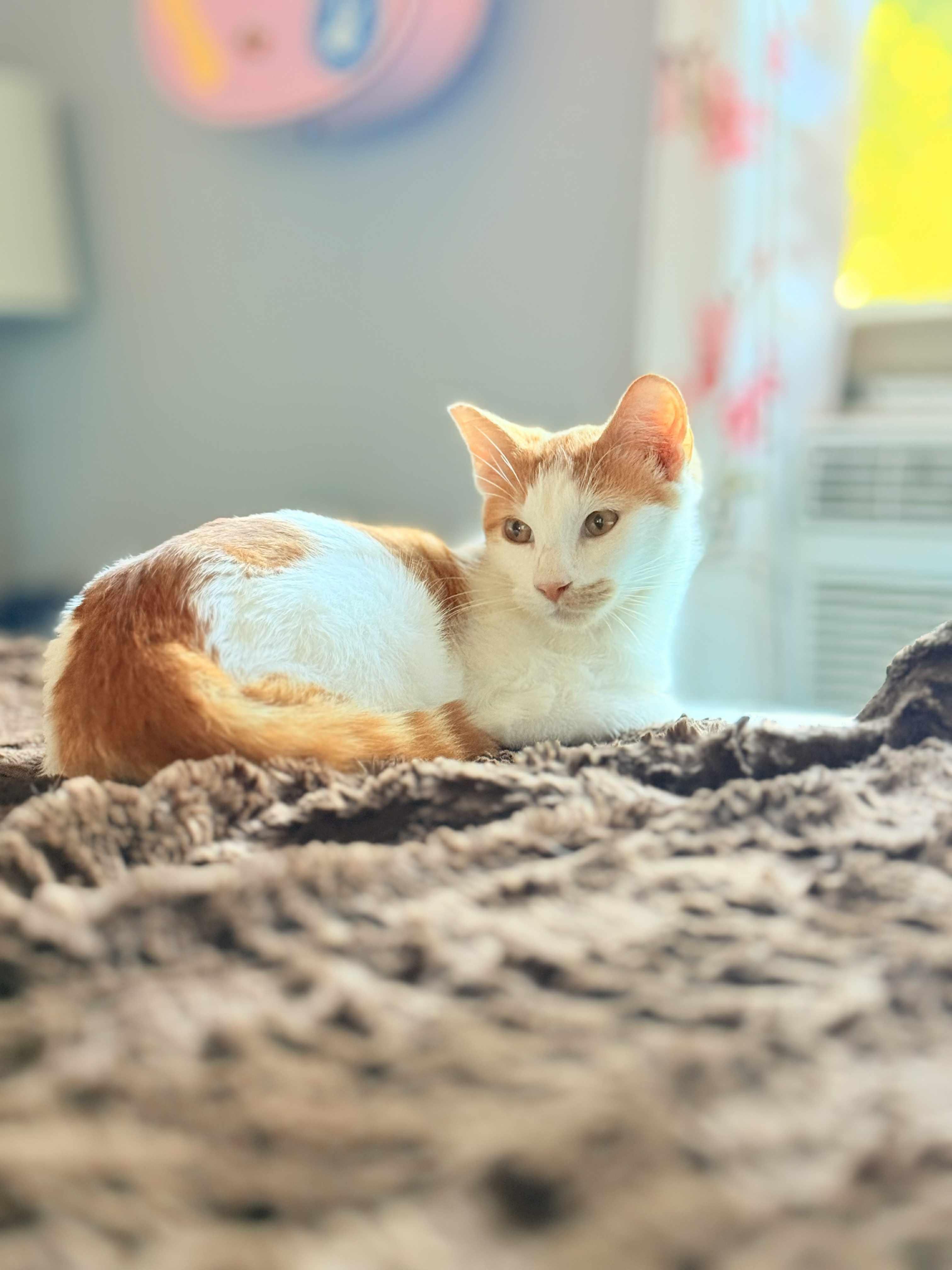 Enlarge Eddie Spaghetti, a Adoptable Domestic Short Hair in Santa Cruz, CA image 3/4