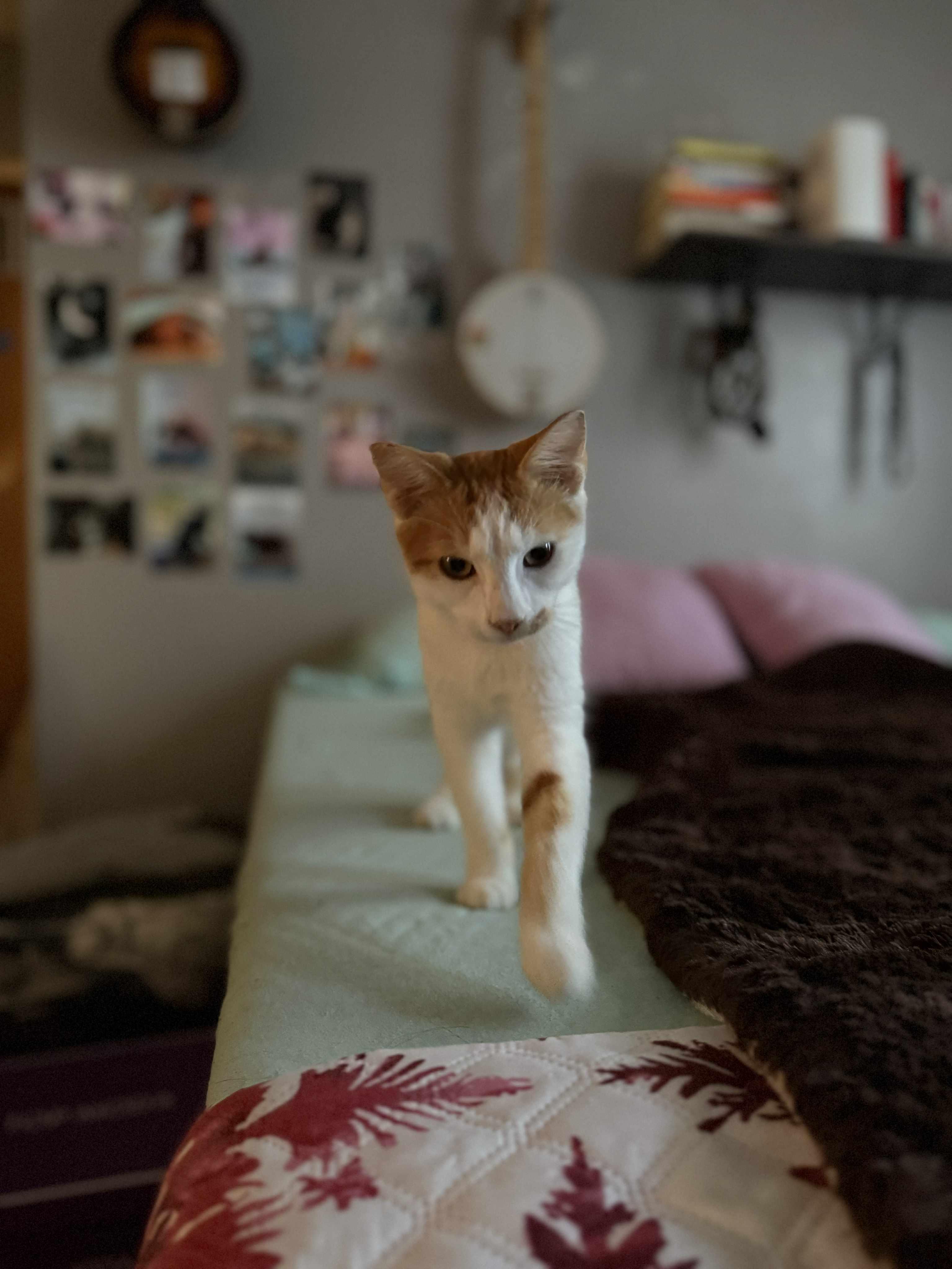 Enlarge Eddie Spaghetti, a Adoptable Domestic Short Hair in Santa Cruz, CA image 4/4