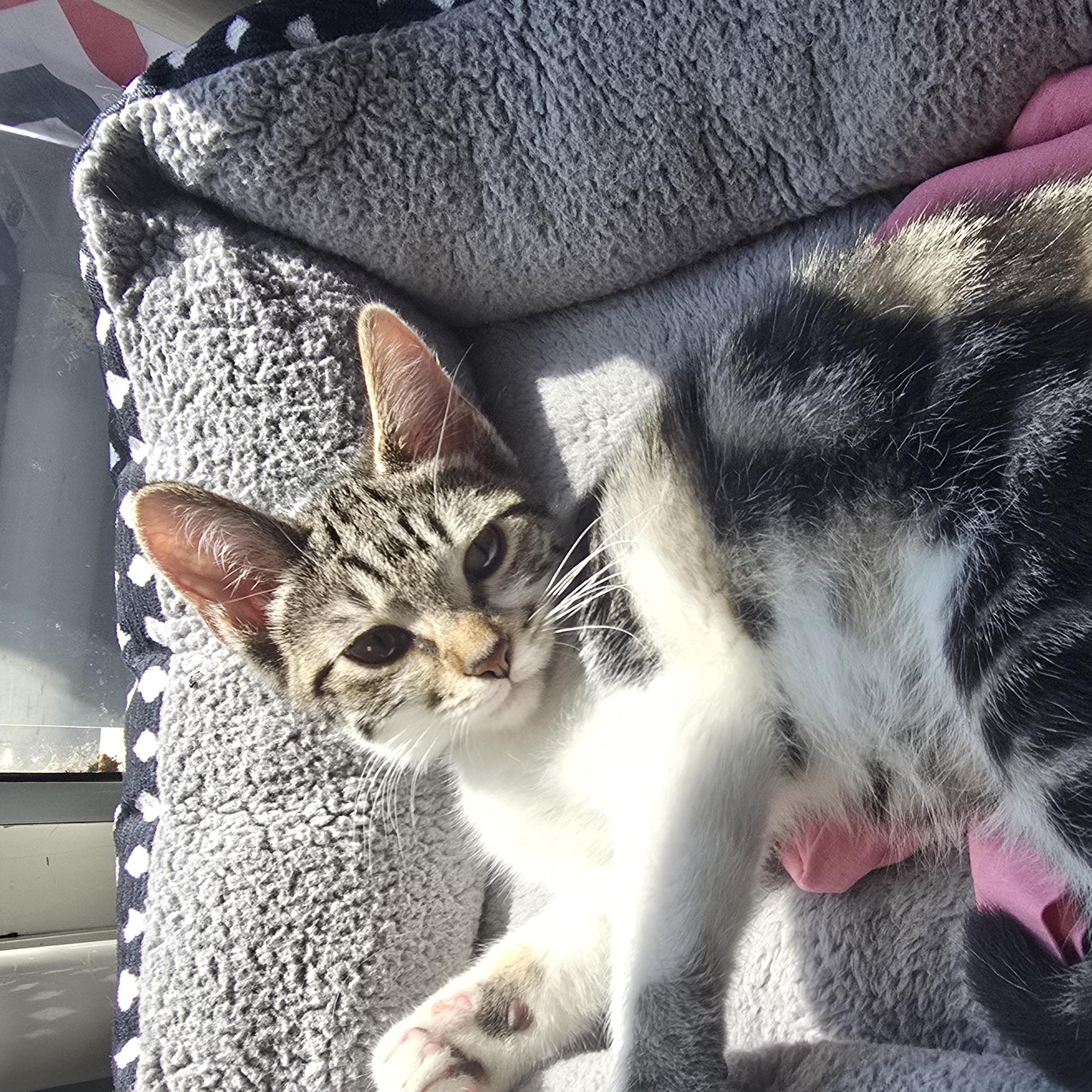Hank, Adoptable, Kitten Male Domestic Short Hair.
