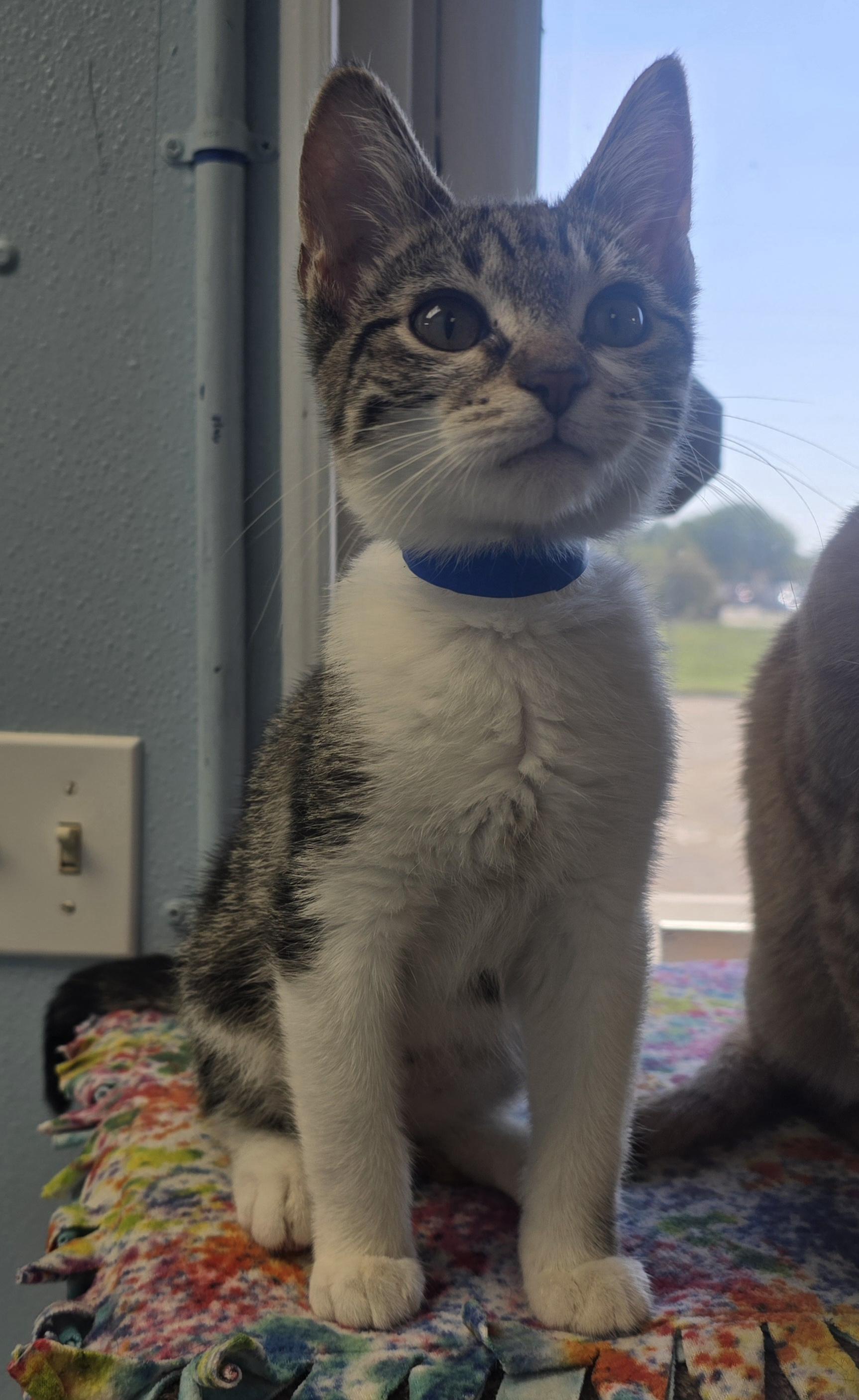Enlarge Hank, a Adoptable Domestic Short Hair in Farmington, MO image 2/3