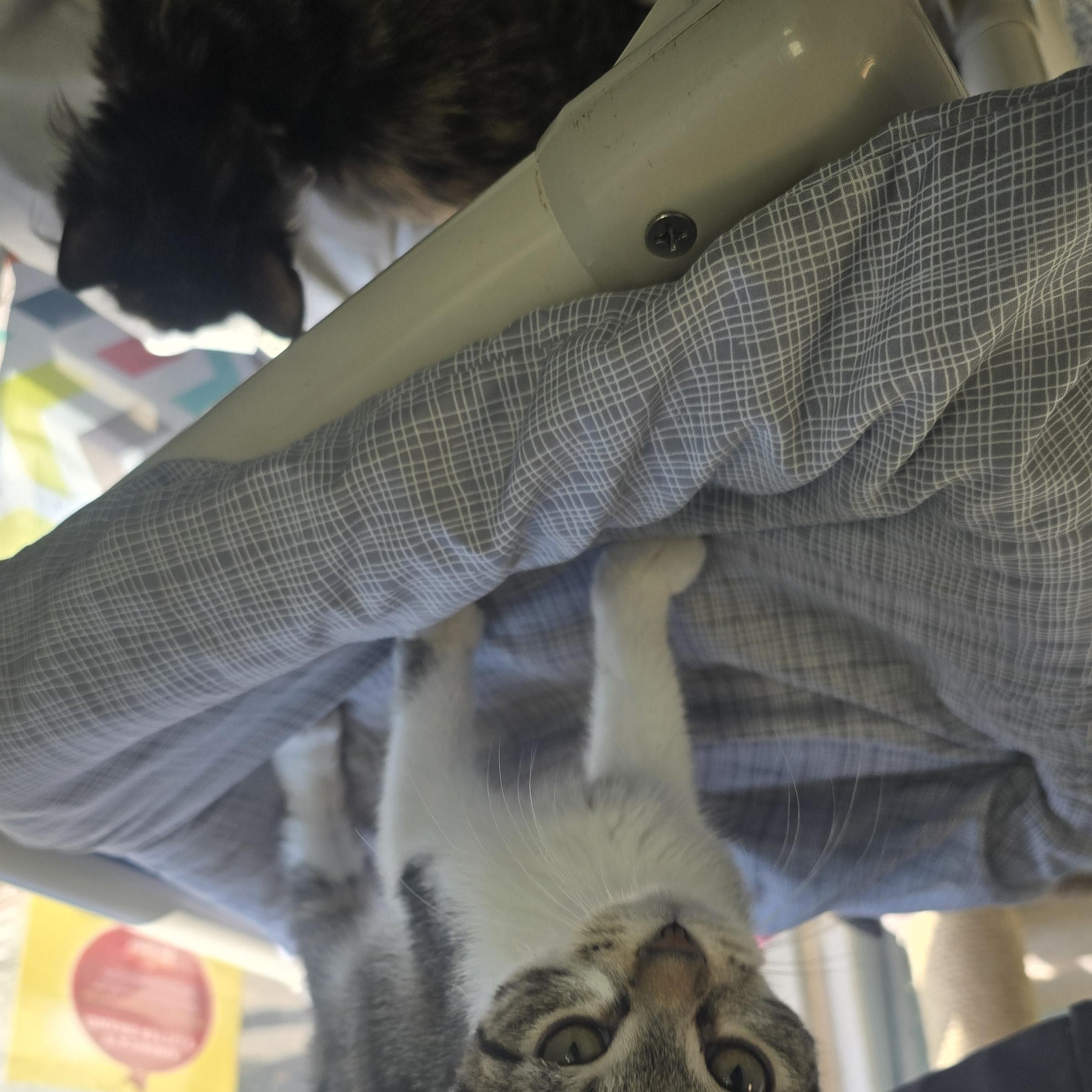 Enlarge Hank, a Adoptable Domestic Short Hair in Farmington, MO image 3/3