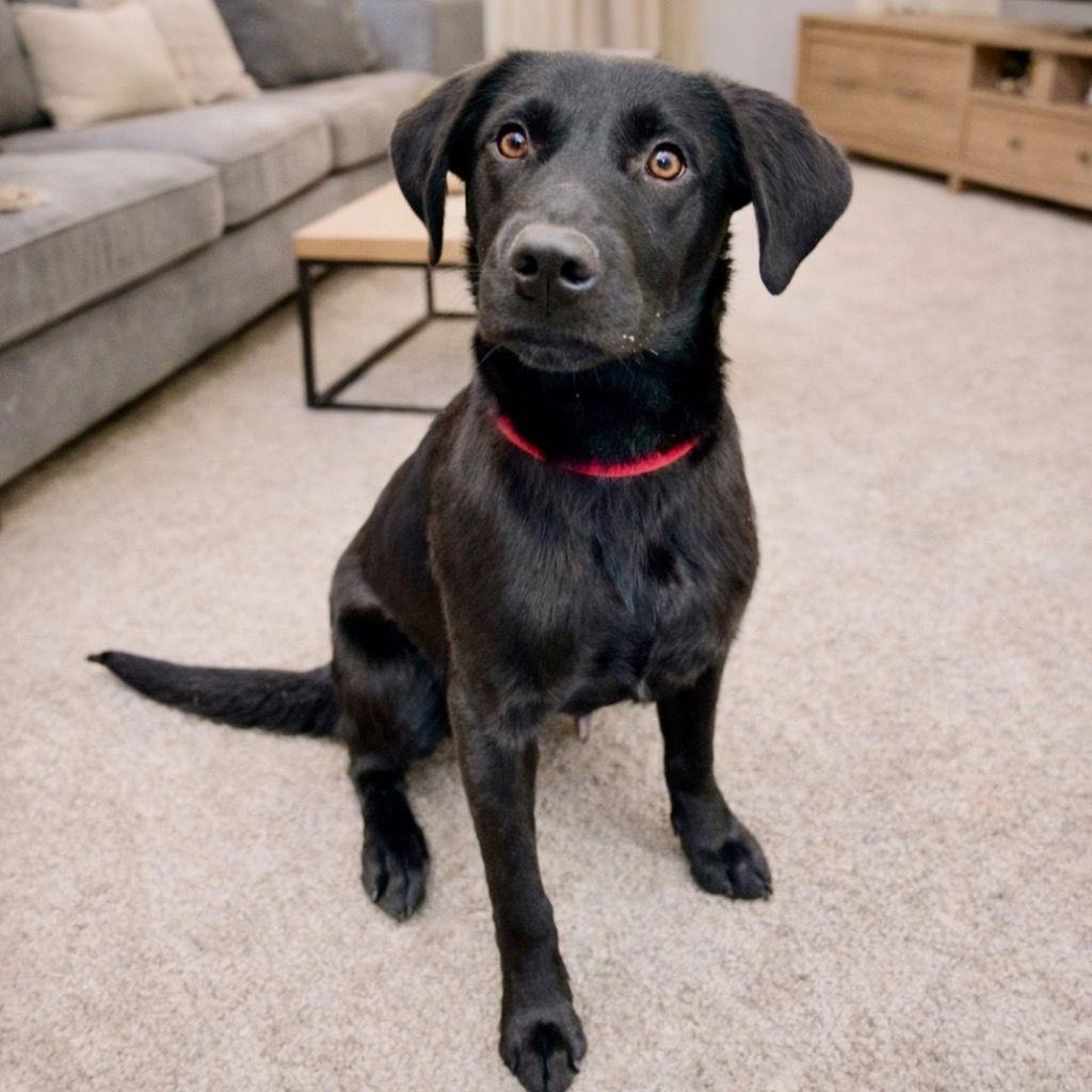 Elena, a Adoptable mixed breed in Bloomfield, CT image 1/3