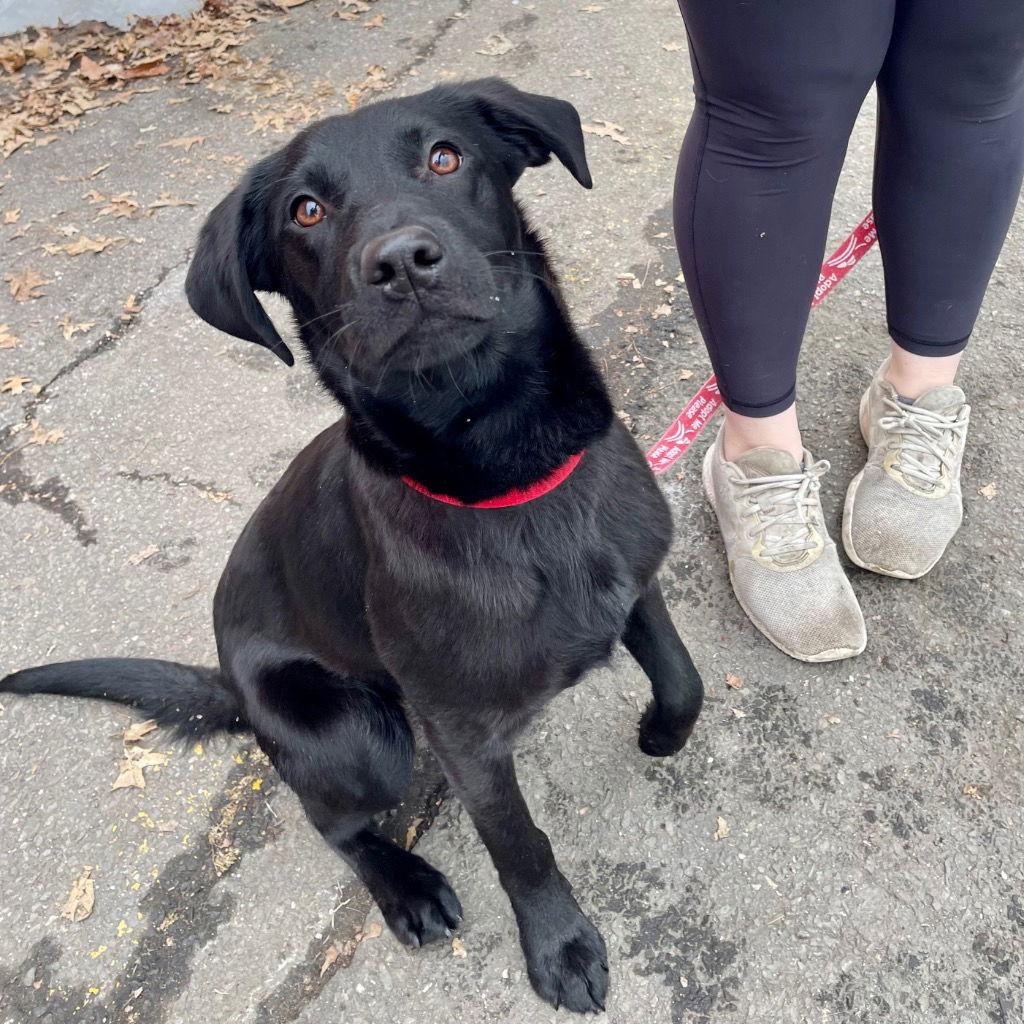 Elena, a Adoptable mixed breed in Bloomfield, CT image 2/3