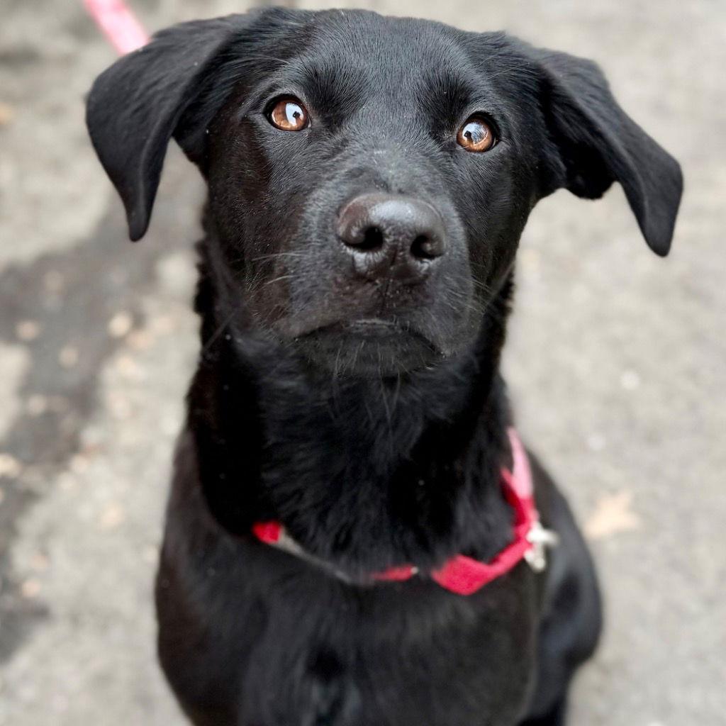 Elena, a Adoptable mixed breed in Bloomfield, CT image 3/3