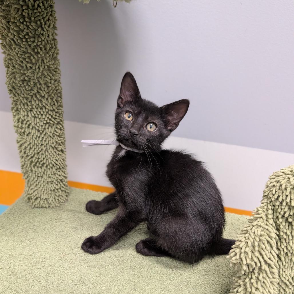 Waylon, ADOPTABLE, Kitten Male Domestic Short Hair.