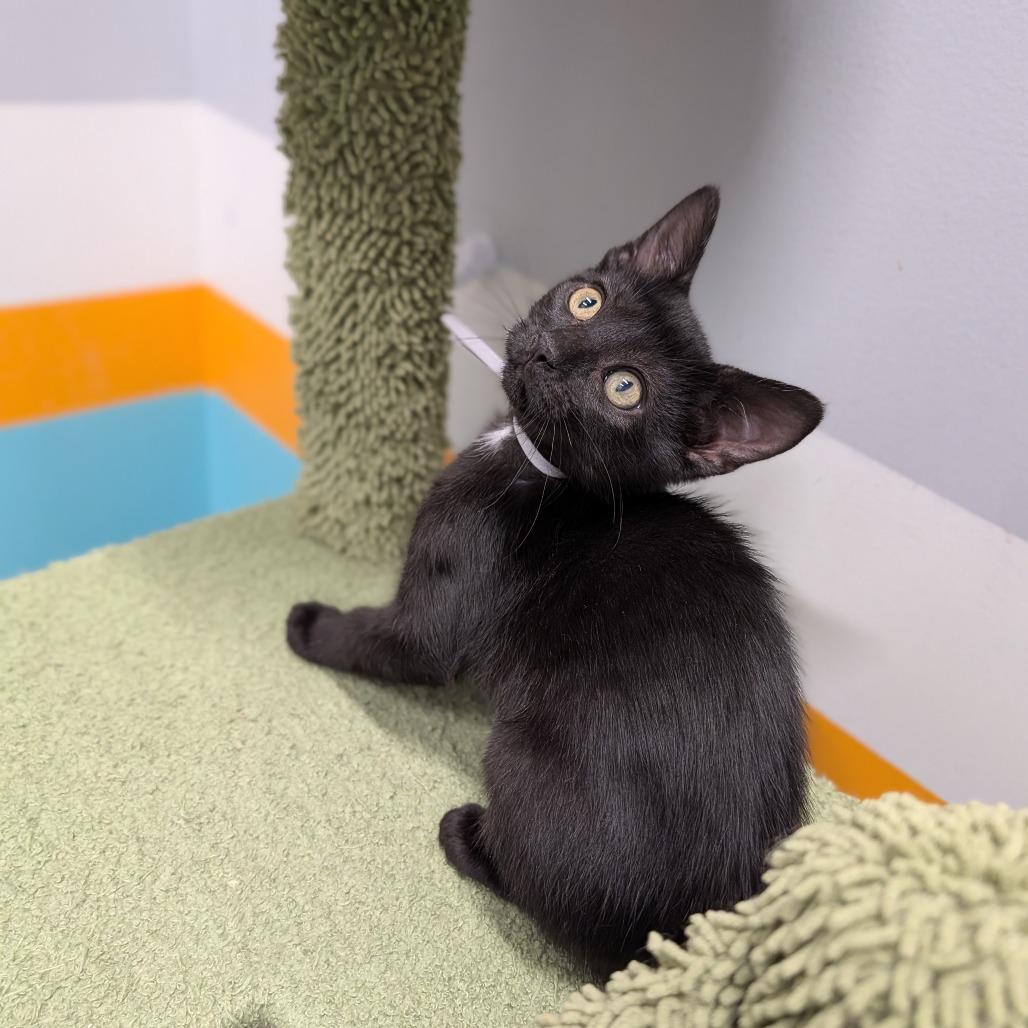 Enlarge Waylon, a ADOPTABLE Domestic Short Hair in Cape Girardeau, MO image 2/2
