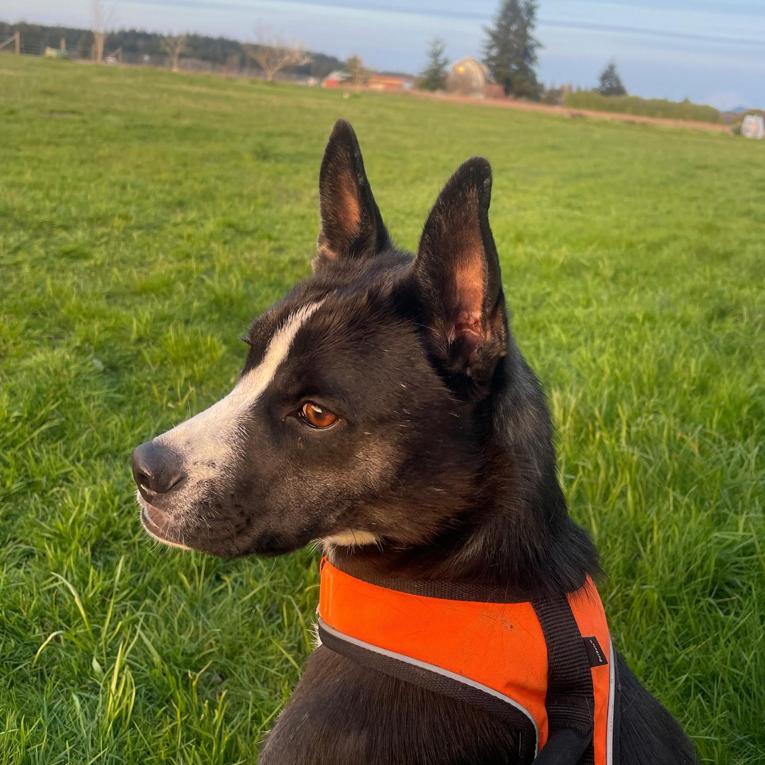 Enlarge PANDA, a Adoptable mixed breed in Lebec, CA image 1/2