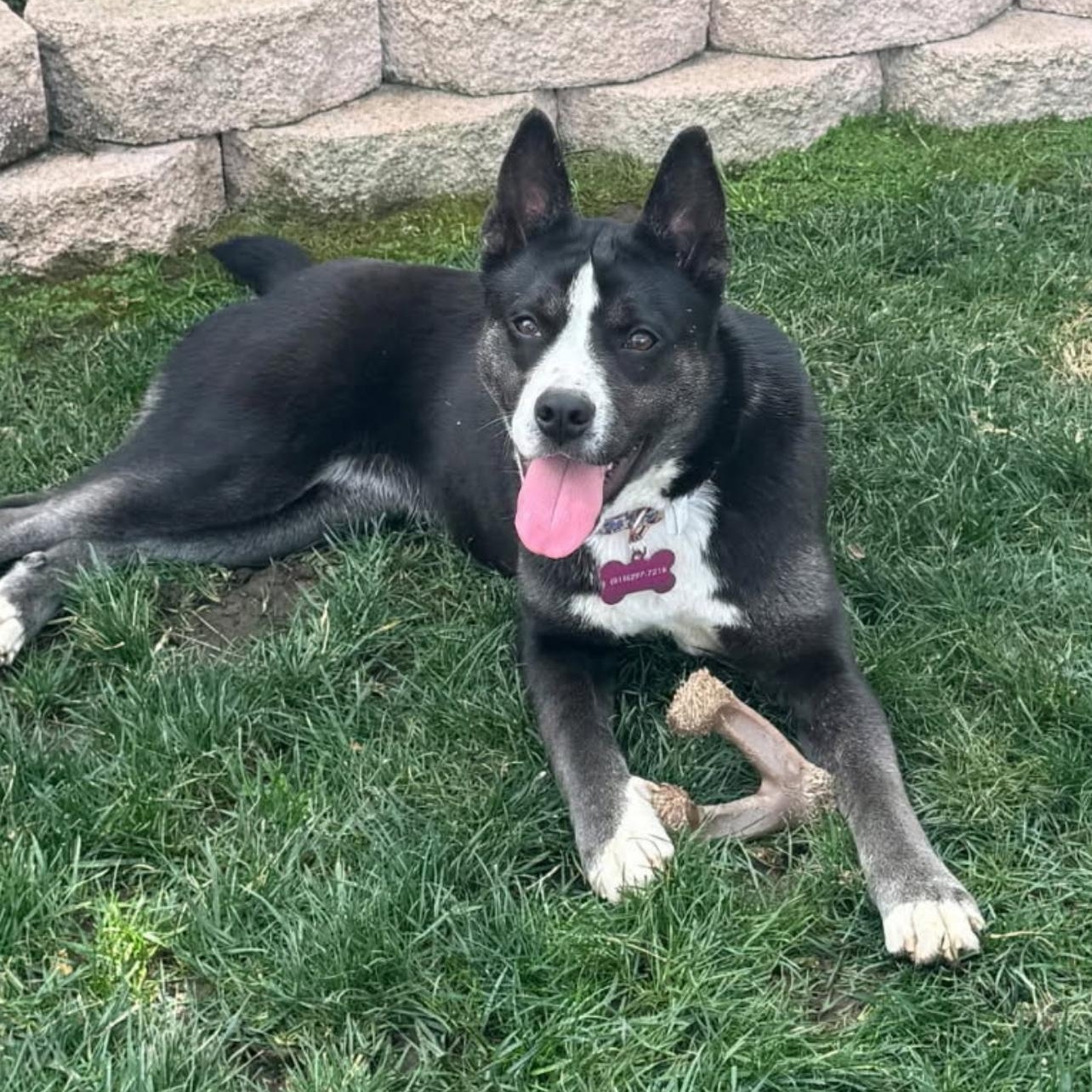 Enlarge PANDA, a Adoptable mixed breed in Lebec, CA image 2/2