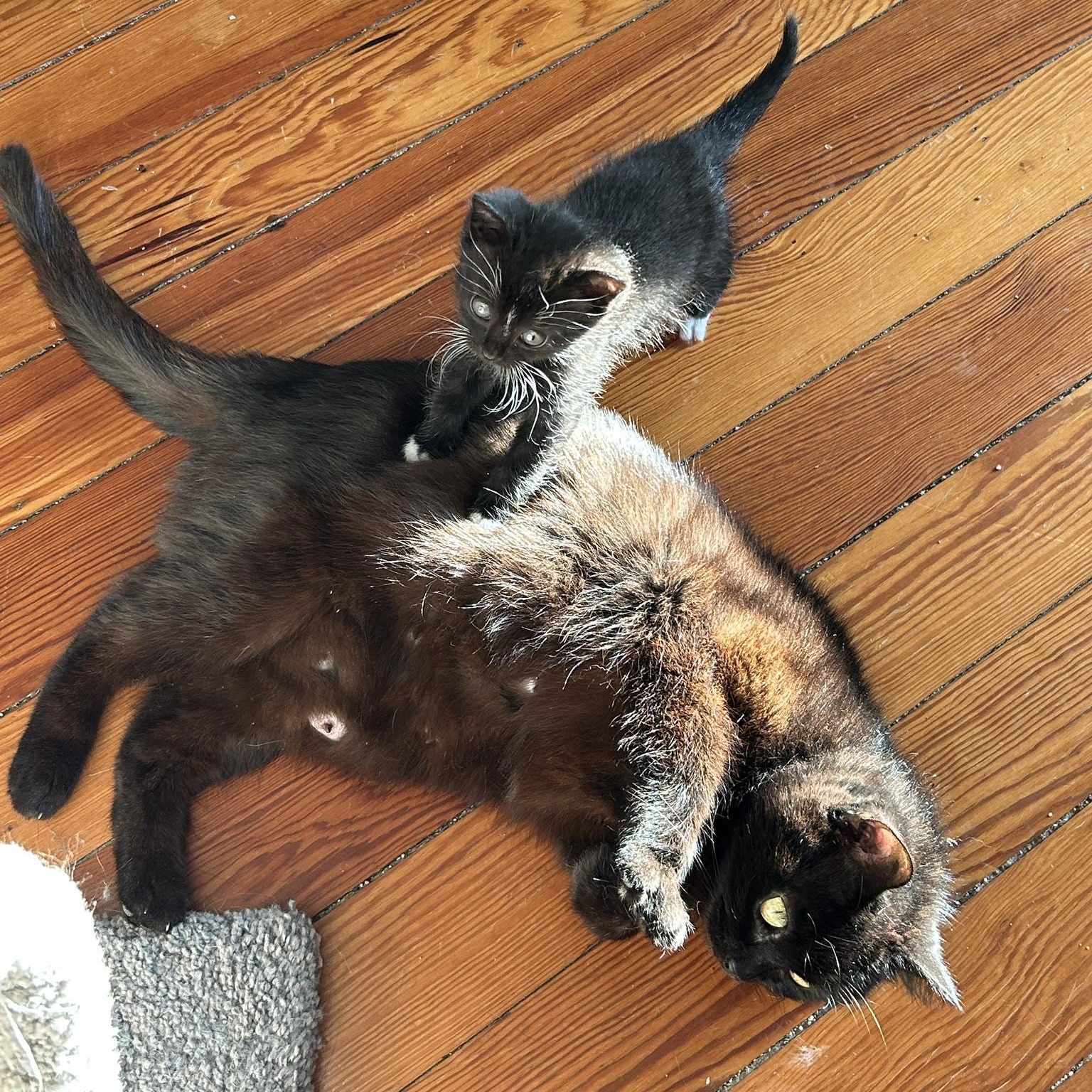 Enlarge Lollipop (must adopt with Junior), a ADOPTABLE Domestic Short Hair in New Bedford, MA image 1/6