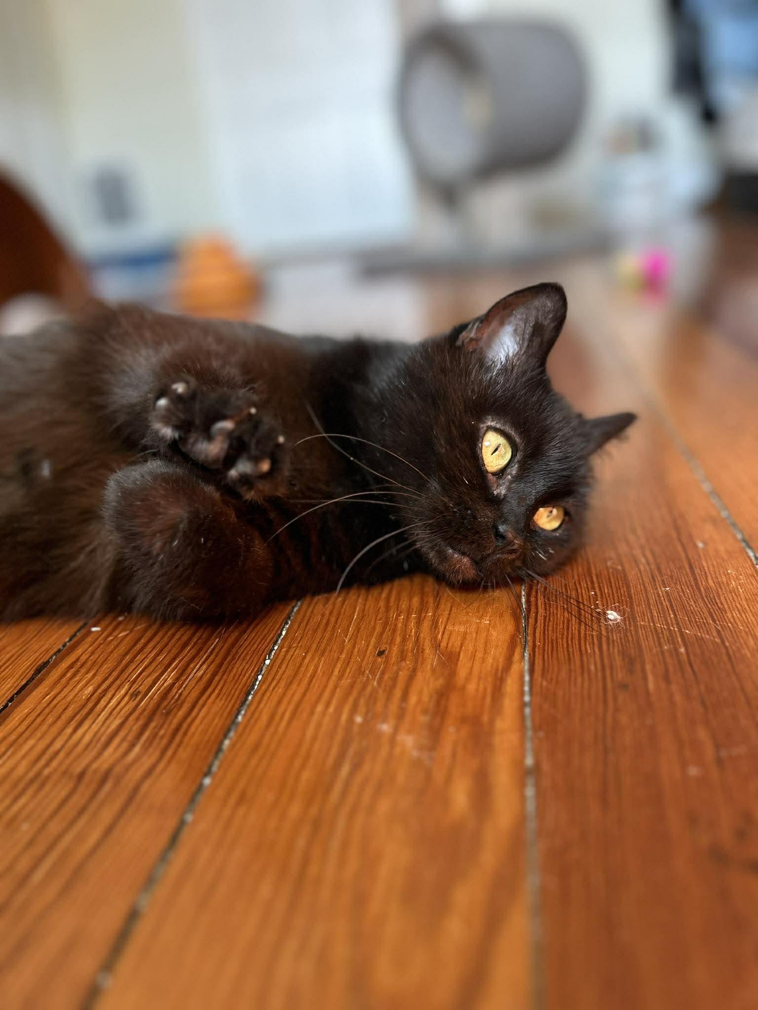 Enlarge Lollipop (must adopt with Junior), a ADOPTABLE Domestic Short Hair in New Bedford, MA image 4/6